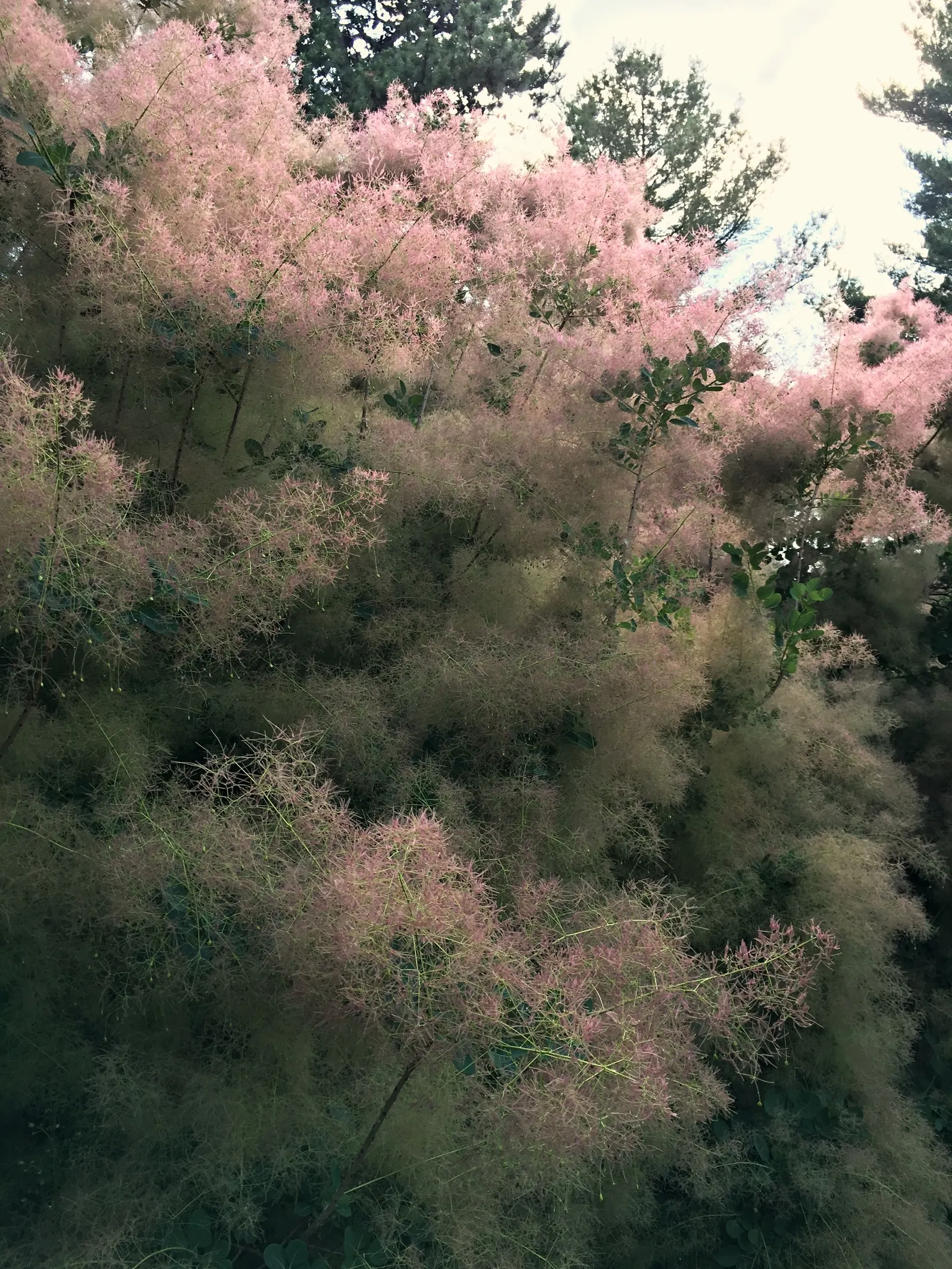 Smoke Bush (Cotinus Coggygria) — Whether used as a specimen; turning to green or blue-green before concluding with a fiery display of orange, image 99