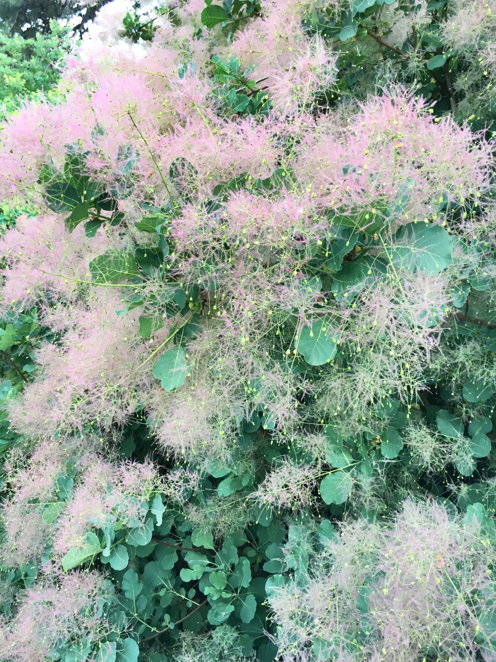 Smoke Bush (Cotinus Coggygria) — it creates a stunning focal point; thrives in well-drained soil and full sun to partial shade