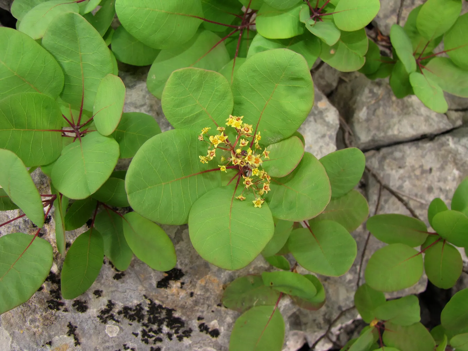 Smoke Bush (Cotinus Coggygria) — shrub / tree with green and pink and purple blooms; though well-drained soil is ideal, image 77