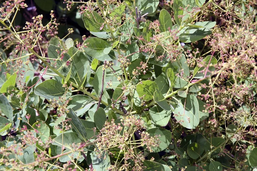Smoke Bush (Cotinus Coggygria) — commonly known as Smoke Bush; notable for its purplish-pink smoke-like flower plumes and reddish-purple foliage, image 79