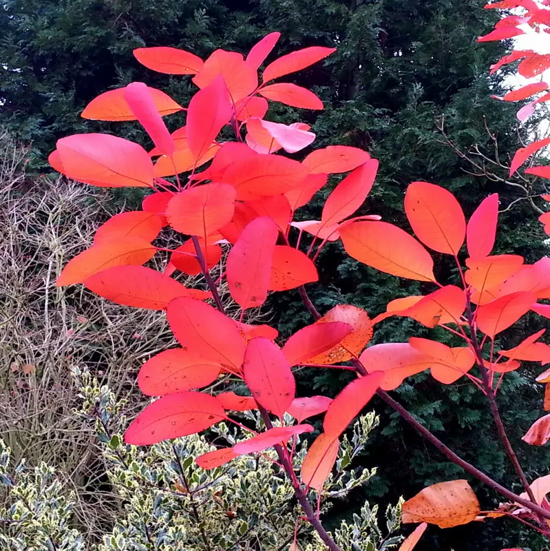 Smoke Bush (Cotinus Coggygria) — cloud-like plumes and vibrant foliage; or purplish-red in the fall