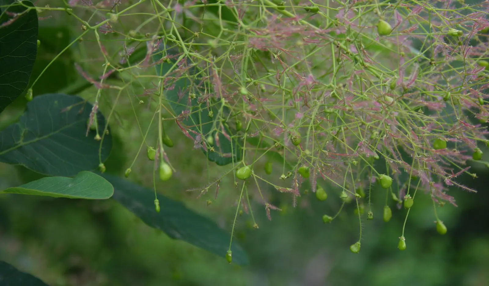 Smoke Bush (Cotinus Coggygria) — reaching 10-15 feet in height and width; it is quite drought-tolerant once established, image 133