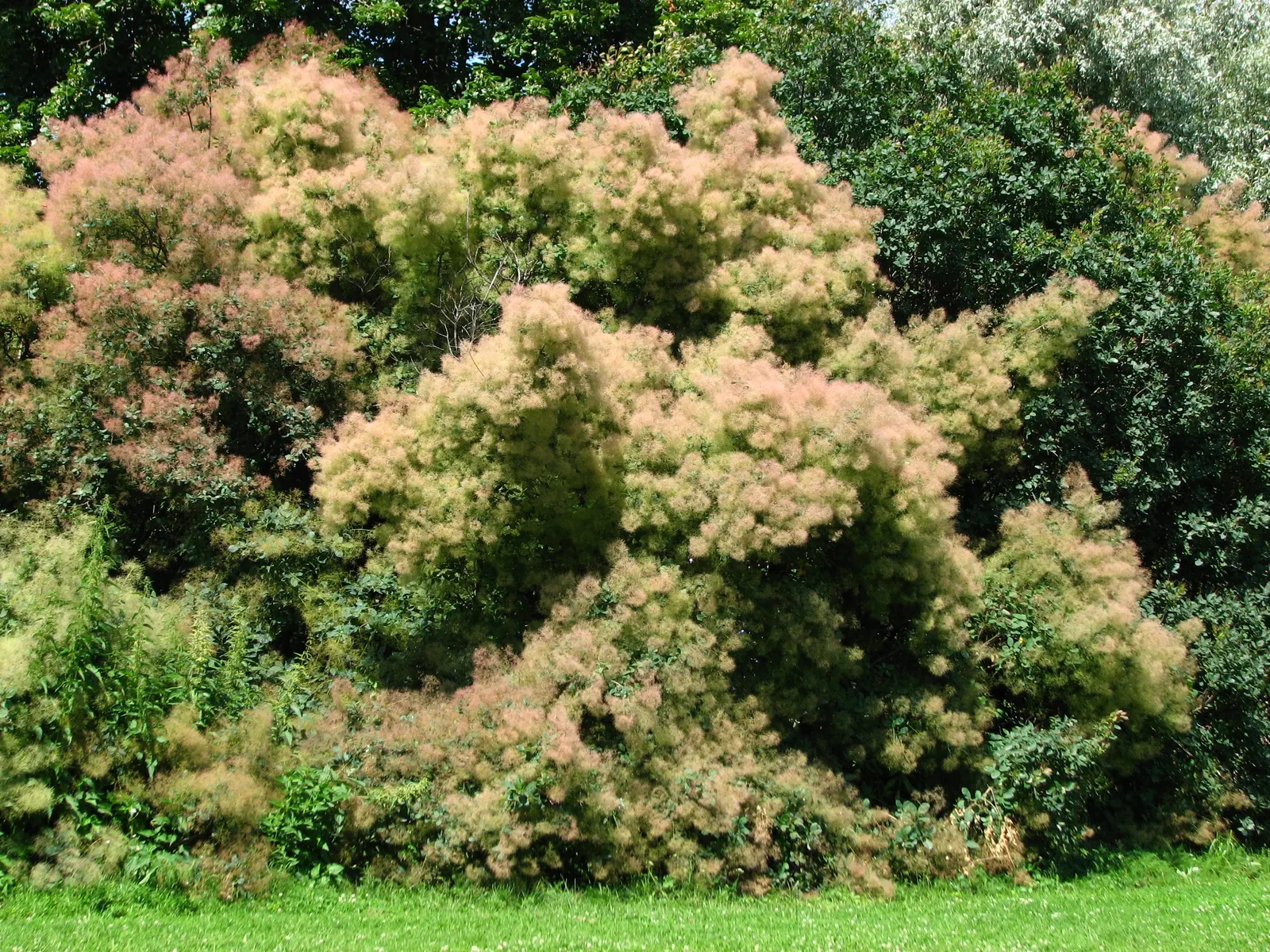 Smoke Bush (Cotinus Coggygria) — Spectacular autumn foliage offers a final season of vibrant color; commonly known as Smoke Bush, image 112