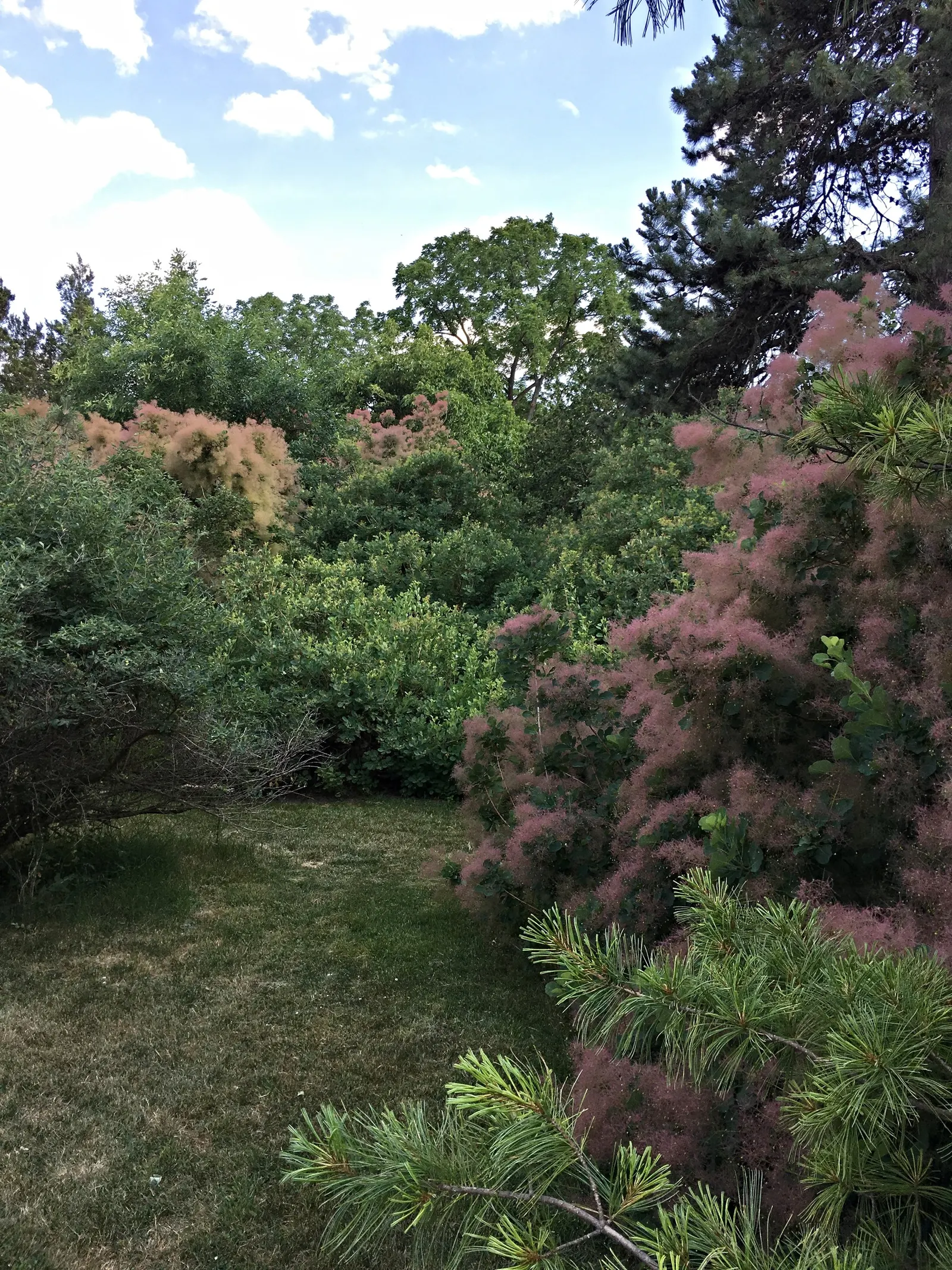 Smoke Bush (Cotinus Coggygria) — Notable for its purplish-pink smoke-like flower plumes and reddish-purple foliage; shrub / tree with green and, image 56