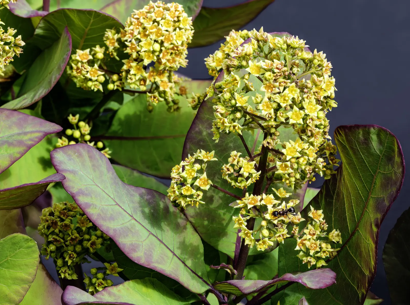 Smoke Bush (Cotinus Coggygria) — shrub / tree with green and pink and purple blooms; though well-drained soil is ideal, image 129