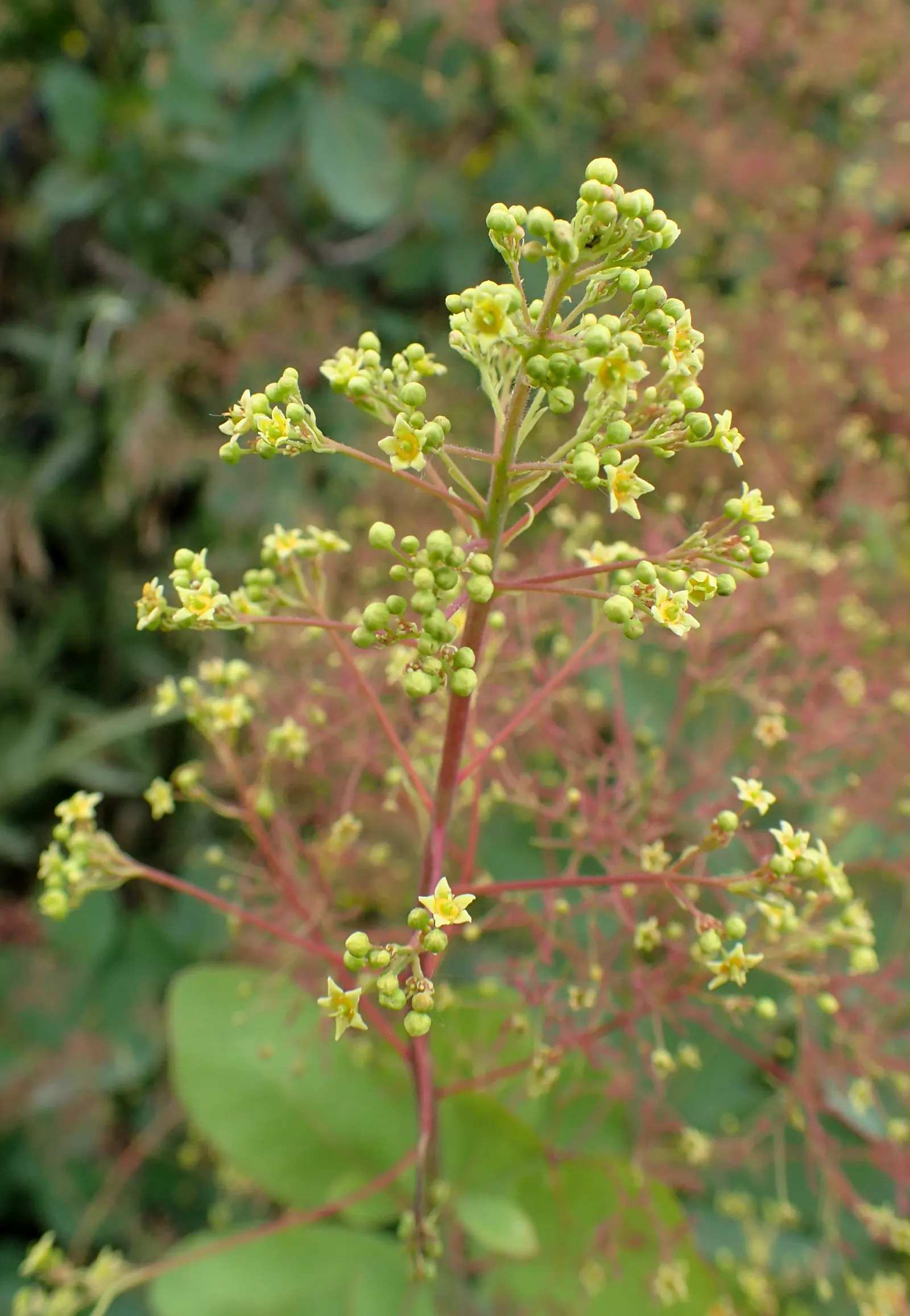 Smoke Bush (Cotinus Coggygria) — though well-drained soil is ideal; it creates a stunning focal point