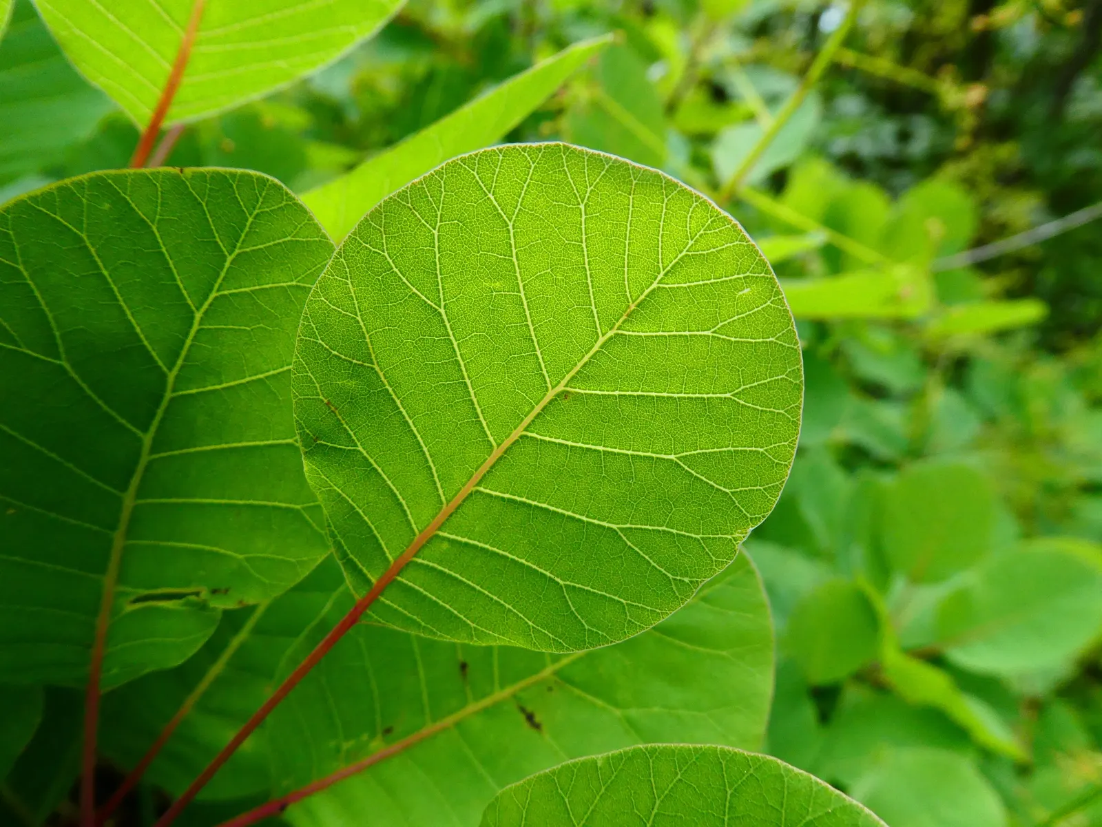 Smoke Bush (Cotinus Coggygria) — While it grows best in USDA hardiness zones 5 through 8; these feathery blooms are composed of numerous tiny, image 147