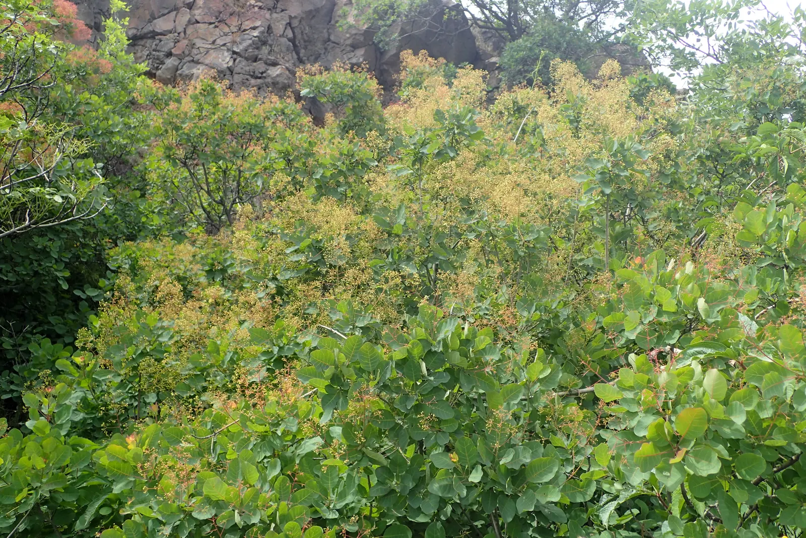 Smoke Bush (Cotinus Coggygria) — making it an excellent choice for varied climates; shrub / tree for full or half