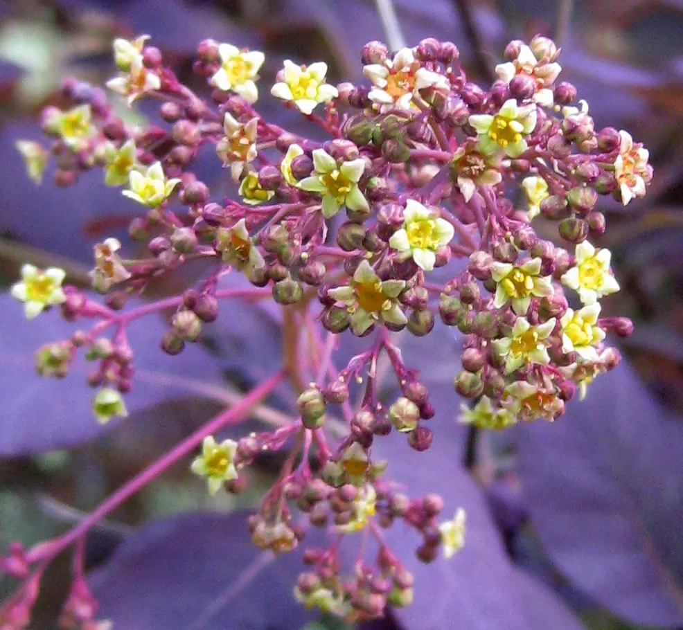 Smoke Bush (Cotinus Coggygria) — turning to green or blue-green before concluding with a fiery display of orange