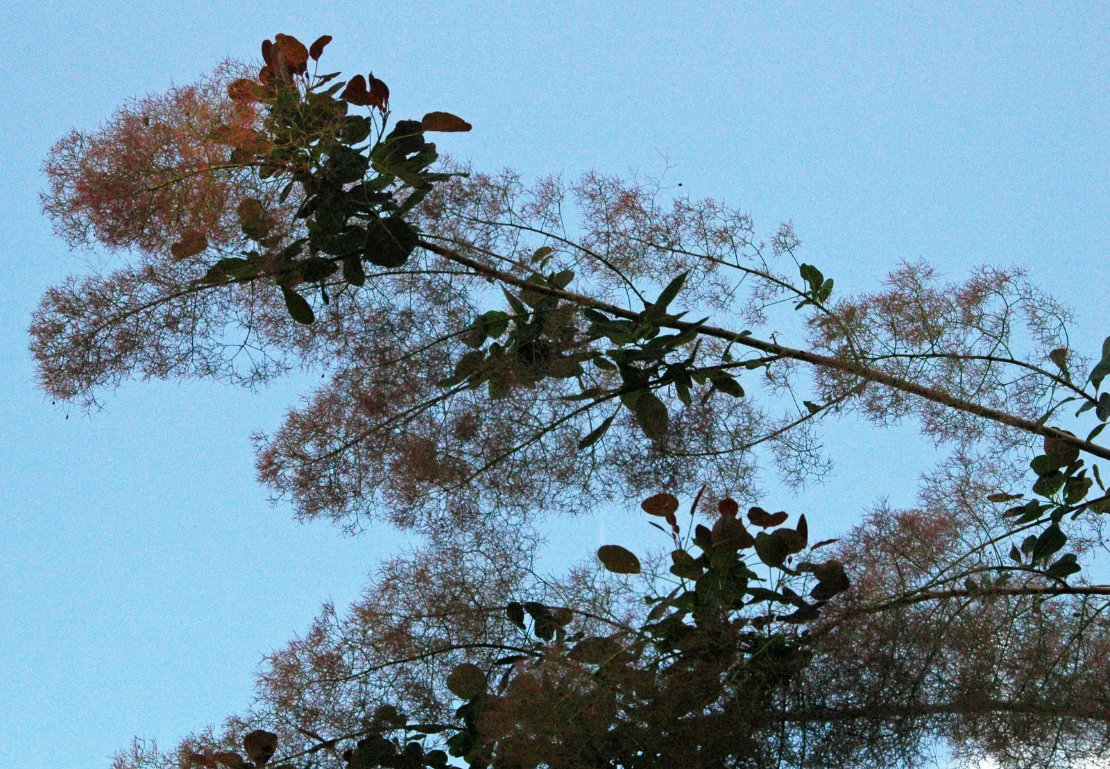 Smoke Bush (Cotinus Coggygria) — the leaves of the Cotinus coggygria emerge in a rich purple or reddish hue; cloud-like plumes and vibrant foliage, image 117
