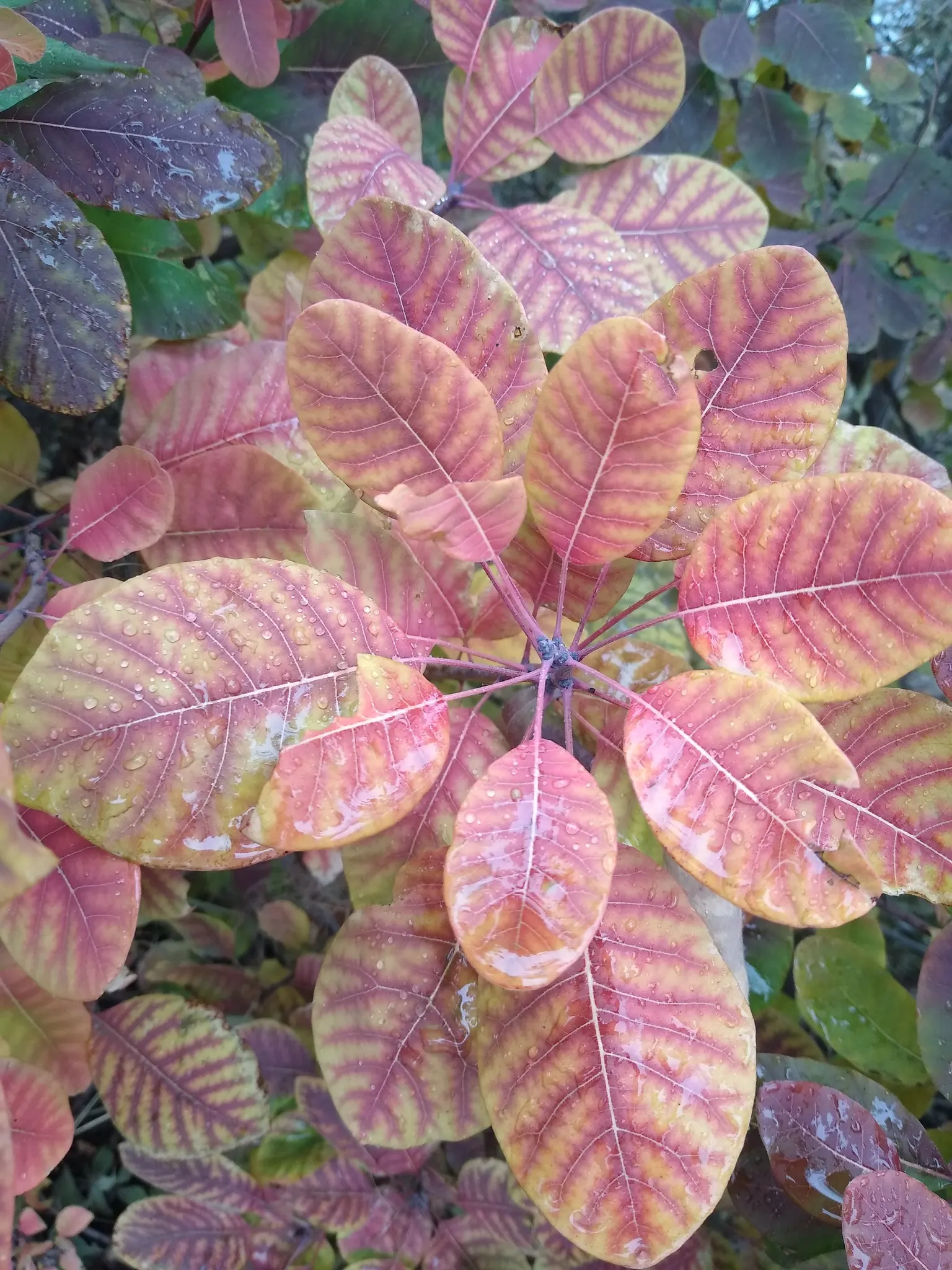Smoke Bush (Cotinus Coggygria) — Spectacular autumn foliage offers a final season of vibrant color; commonly known as Smoke Bush, image 86