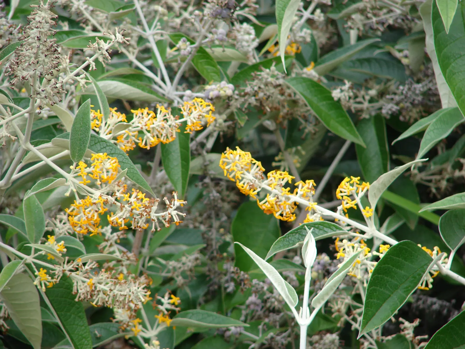 Smoke Bush (Cotinus Coggygria) — While it grows best in USDA hardiness zones 5 through 8; these feathery blooms are composed of numerous tiny, image 121