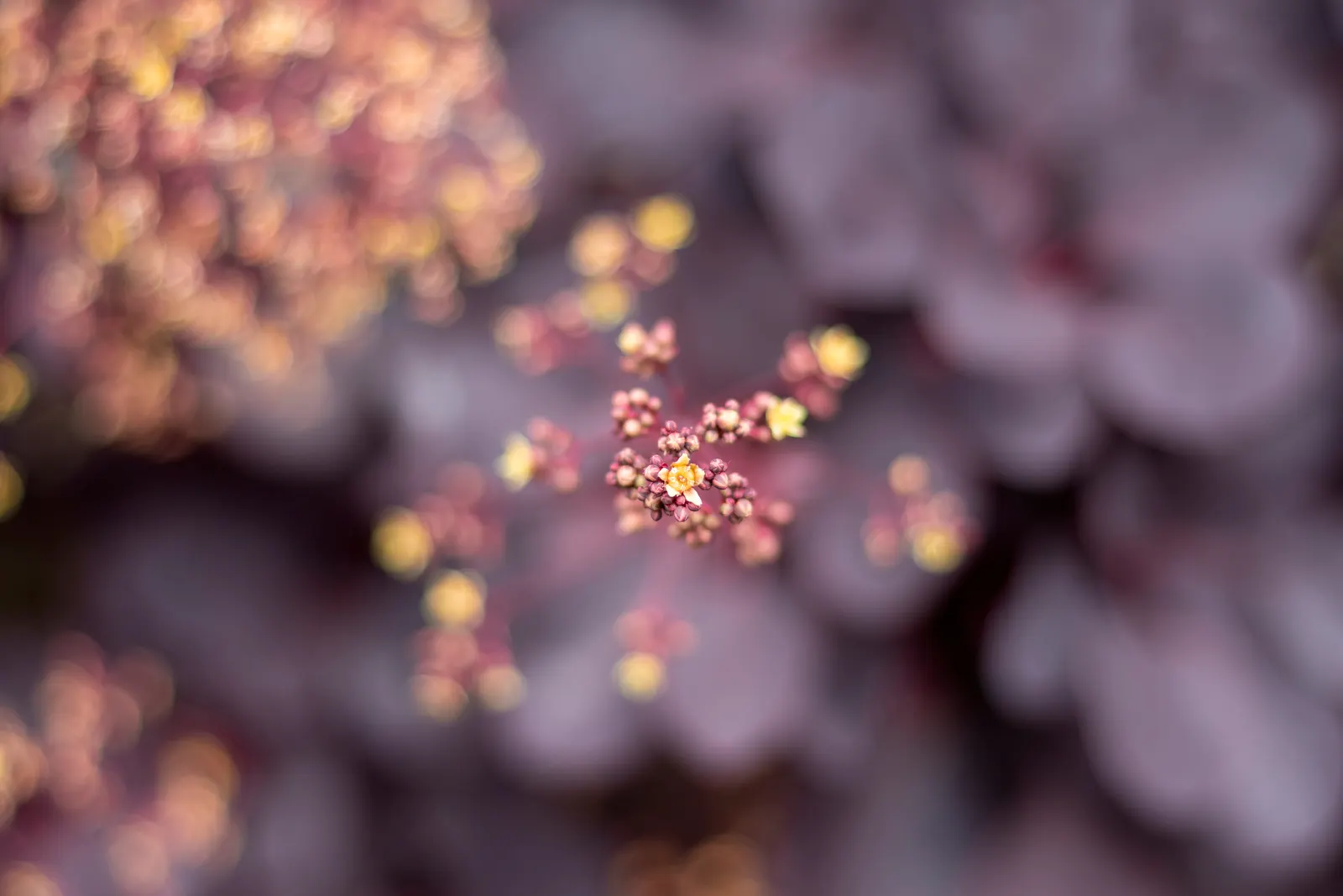 Smoke Bush (Cotinus Coggygria) — turning to green or blue-green before concluding with a fiery display of orange; while it grows best in USDA, image 66
