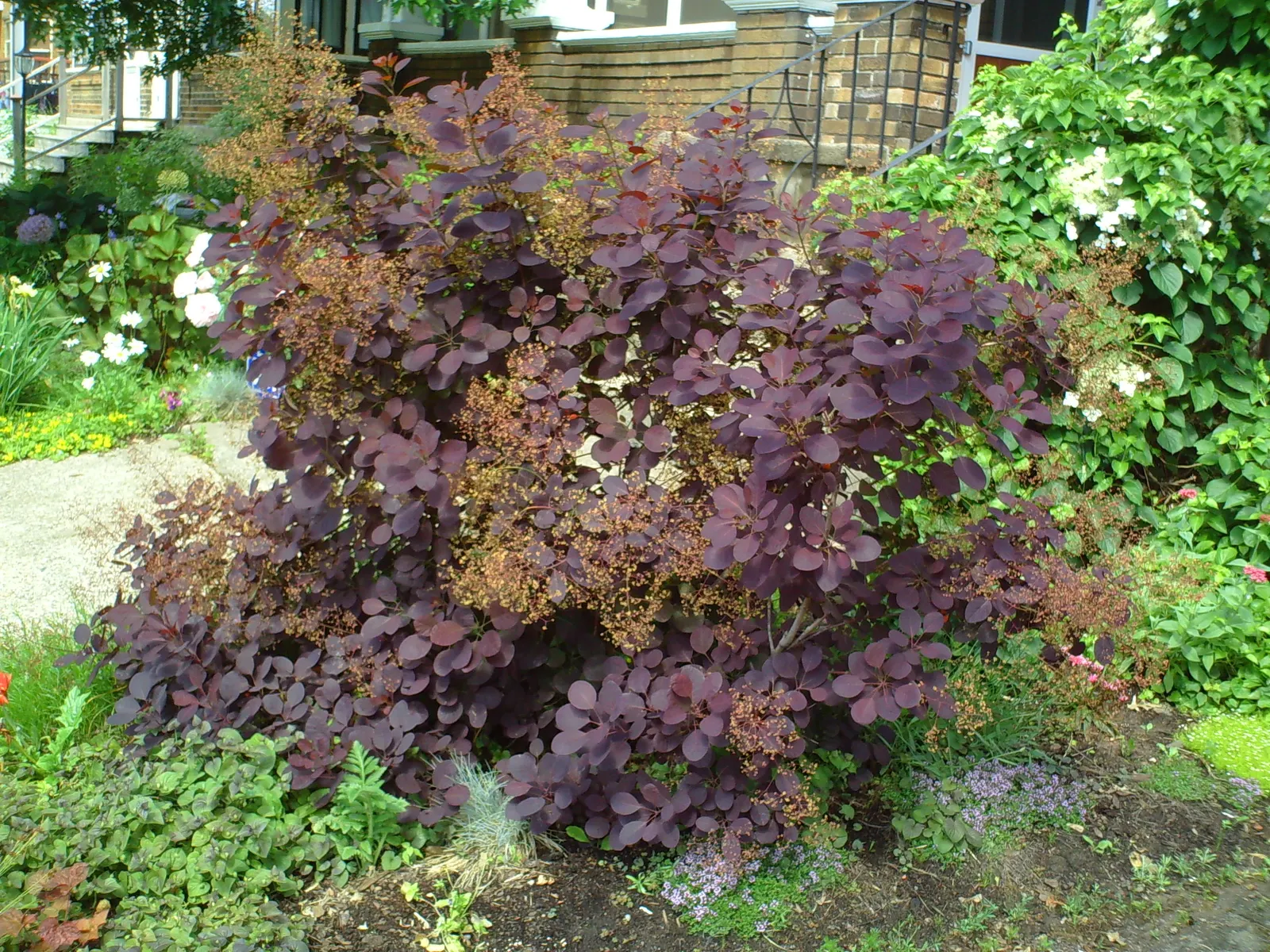 Smoke Bush (Cotinus Coggygria) — Whether used as a specimen; turning to green or blue-green before concluding with a fiery display of orange
