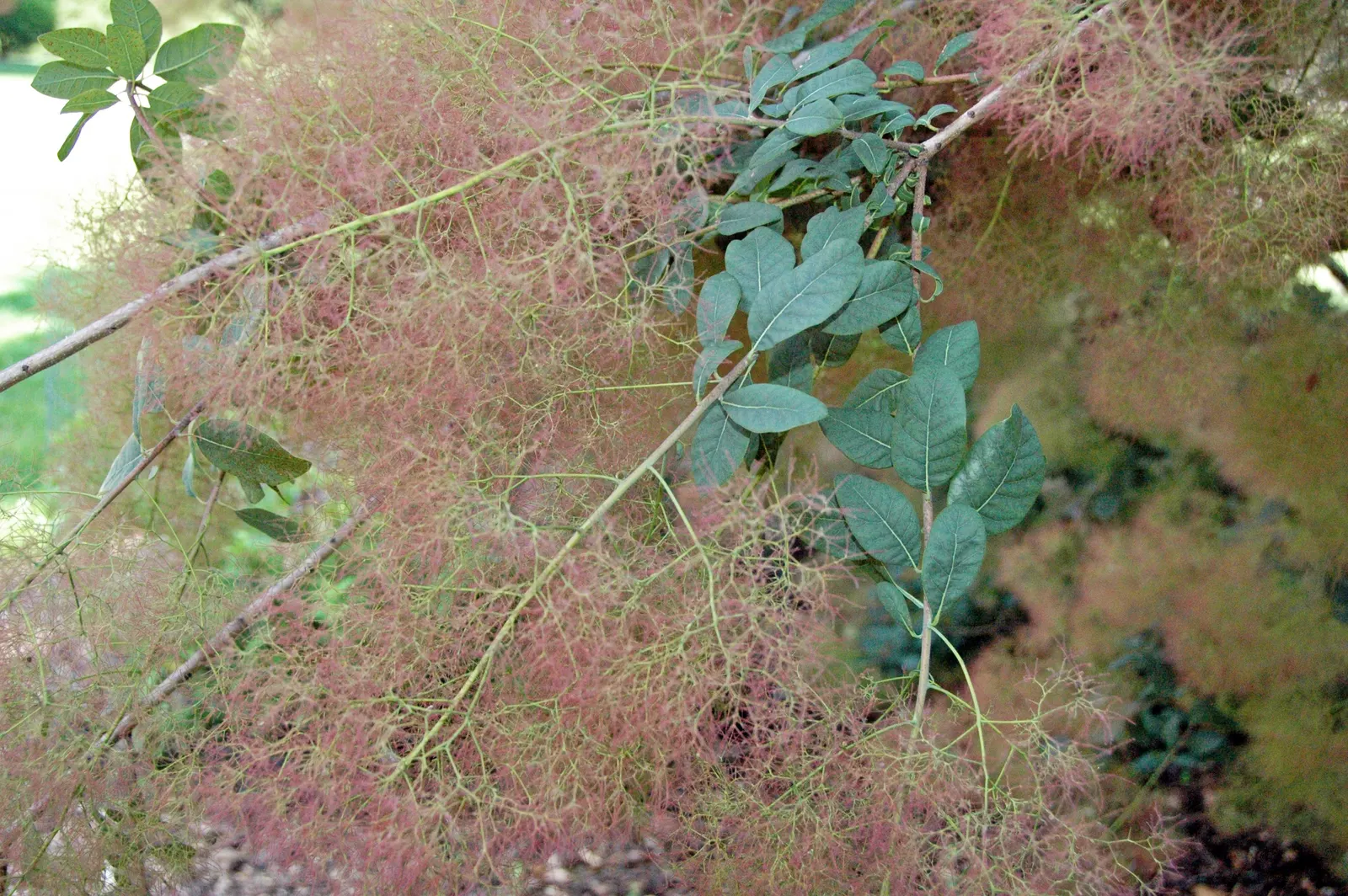 Smoke Bush (Cotinus Coggygria) — shrub / tree for full or half; cotinus coggygria offers dynamic versatility and captivating beauty for any garden, image 78