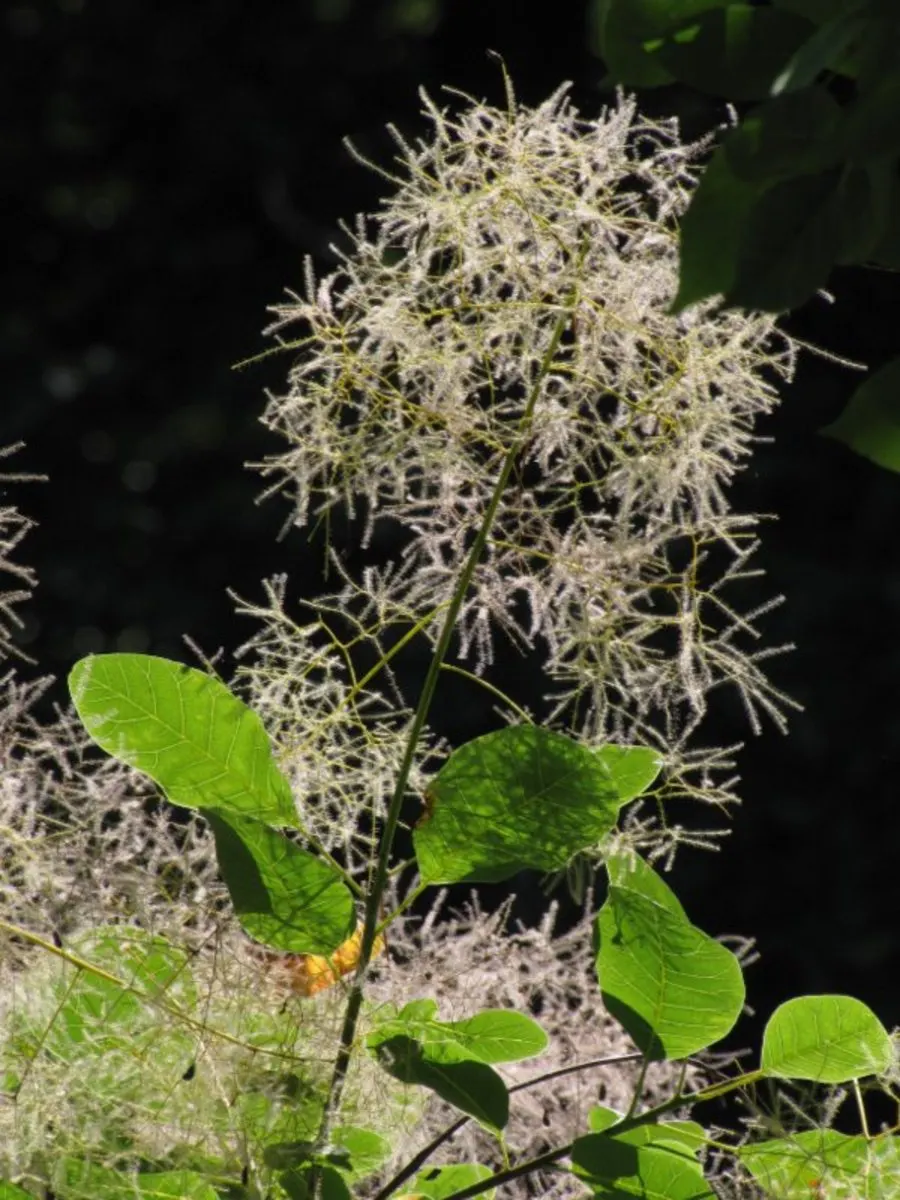 Smoke Bush (Cotinus Coggygria) — or as part of a mixed border; whether used as a specimen, image 126