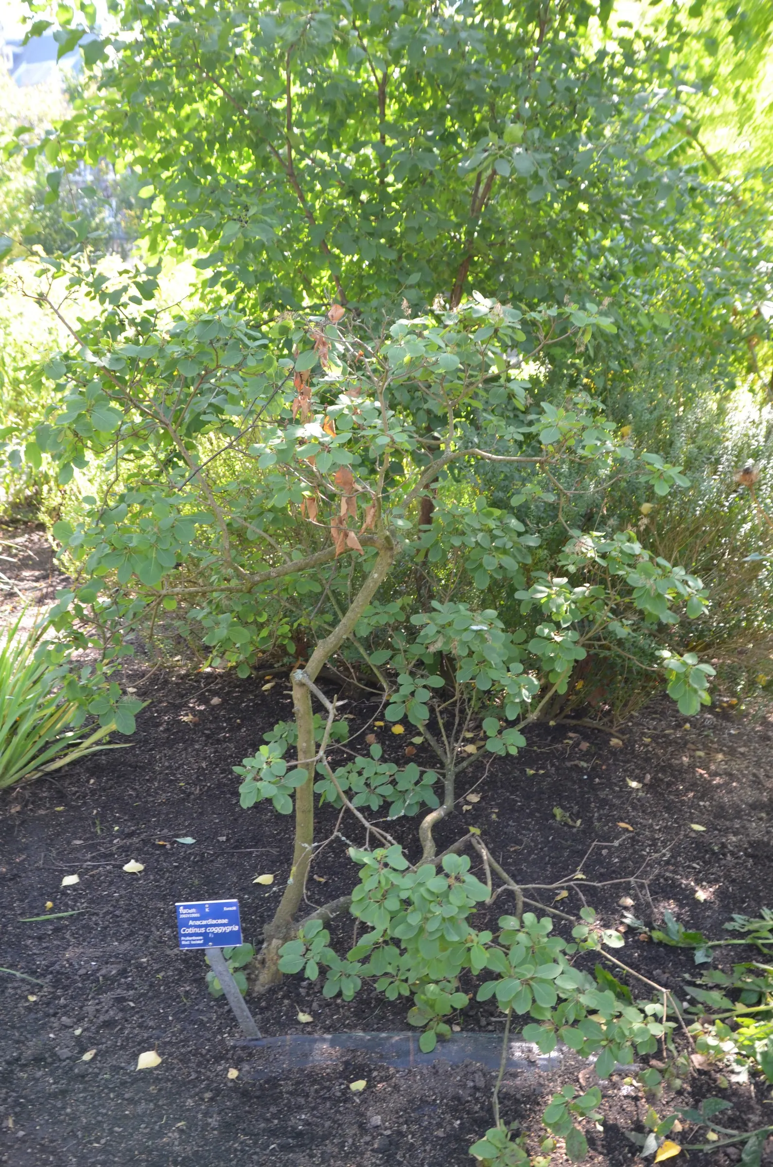 Smoke Bush (Cotinus Coggygria) — is an ornamental deciduous shrub that provides a remarkable visual interest with its unique; spectacular autumn foliage offers