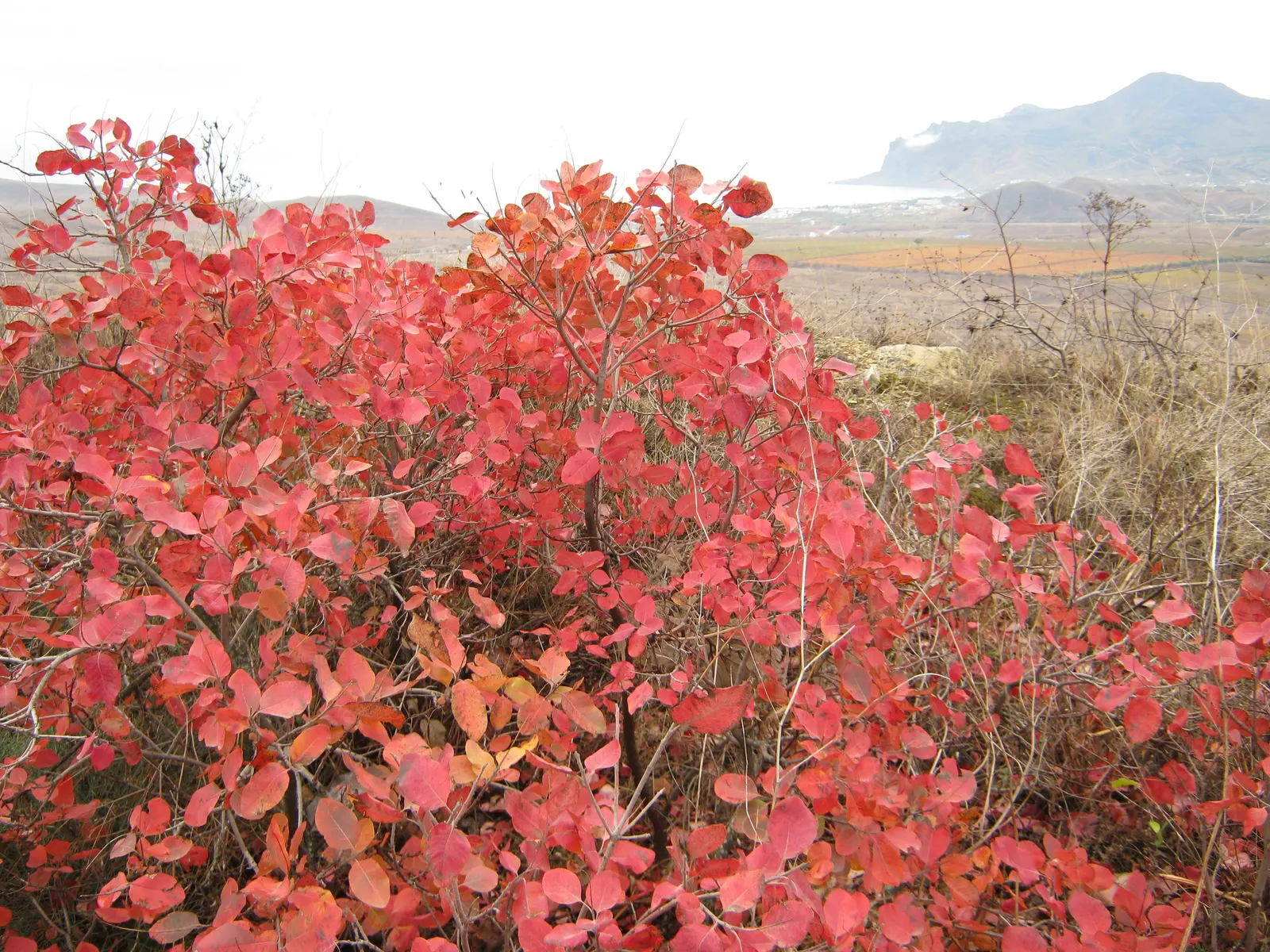 Smoke Bush (Cotinus Coggygria) — the leaves of the Cotinus coggygria emerge in a rich purple or reddish hue; cloud-like plumes and vibrant foliage