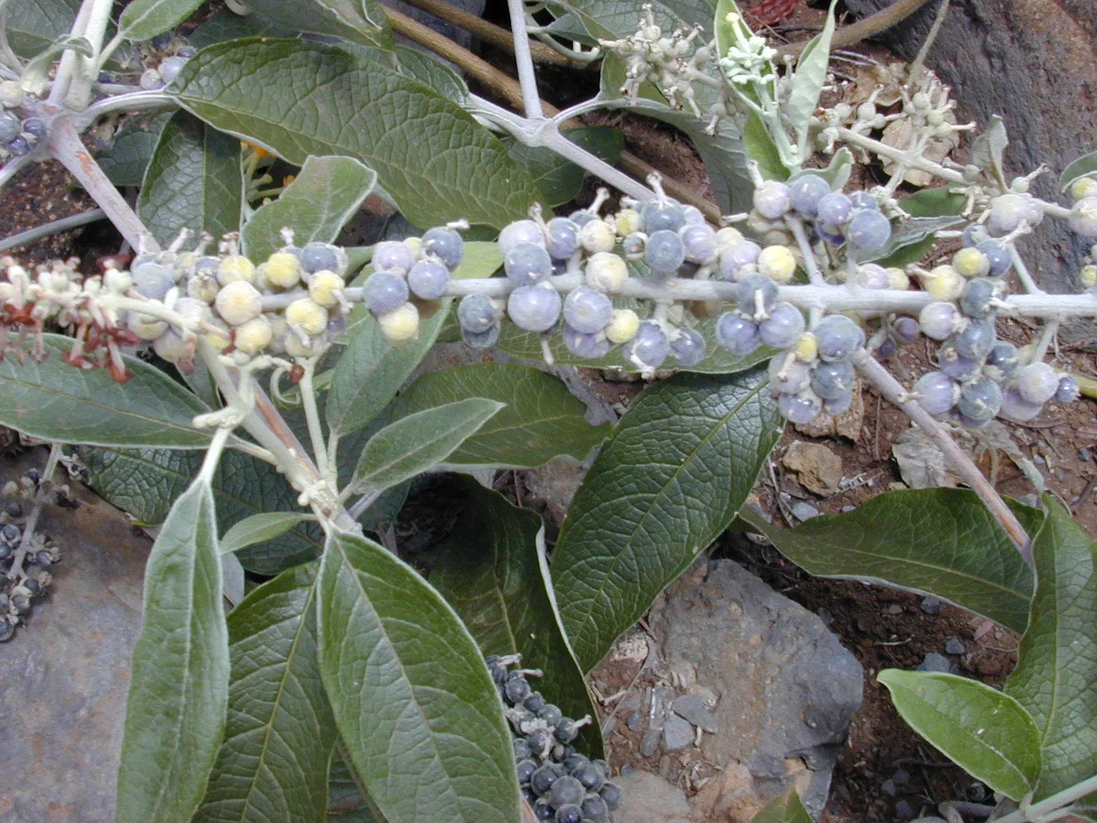 Smoke Bush (Cotinus Coggygria) — making it an excellent choice for varied climates; shrub / tree for full or half, image 149