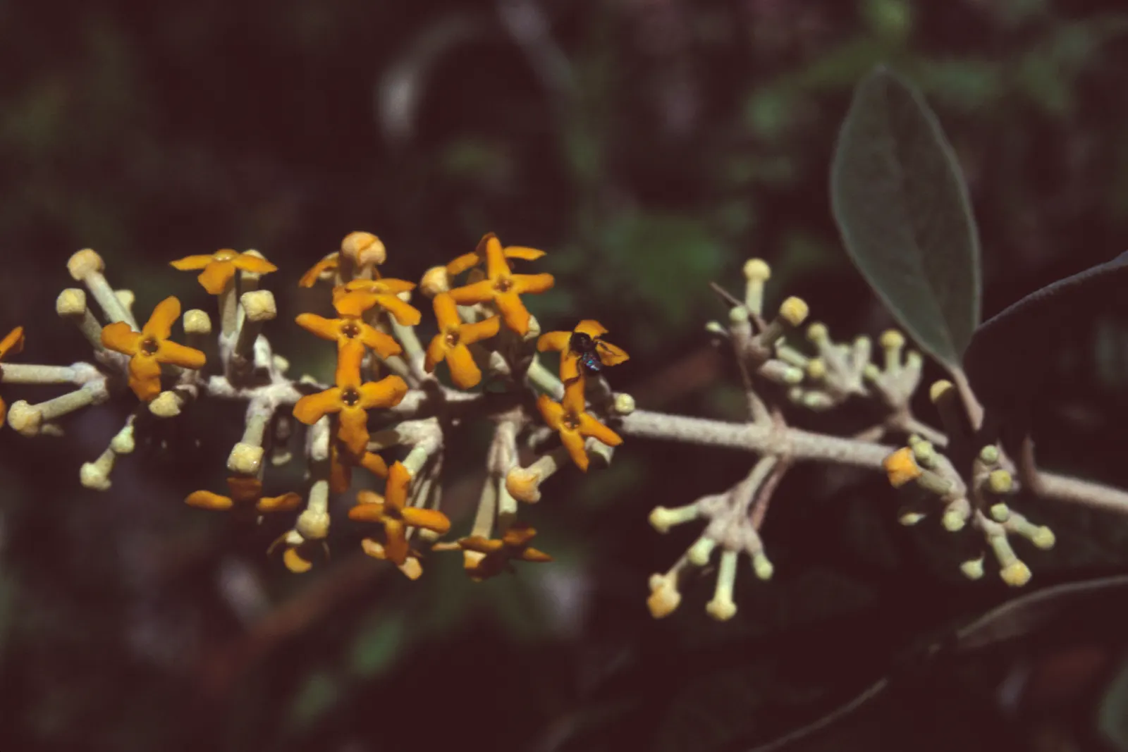 Smoke Bush (Cotinus Coggygria) — or as part of a mixed border; whether used as a specimen, image 152