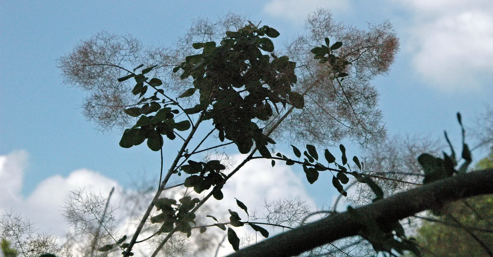 Smoke Bush (Cotinus Coggygria) — is a deciduous shrub with a rounded habit