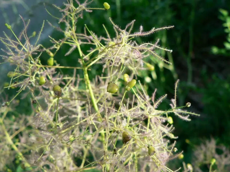 Smoke Bush (Cotinus Coggygria) — or purplish-red in the fall; green and pink and purple flowers in the garden, image 119