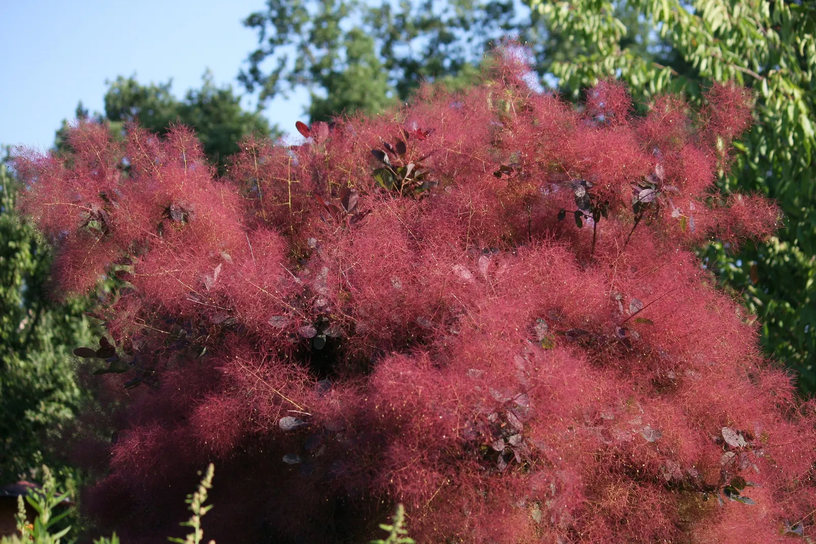 Smoke Bush (Cotinus Coggygria) — or as part of a mixed border; whether used as a specimen