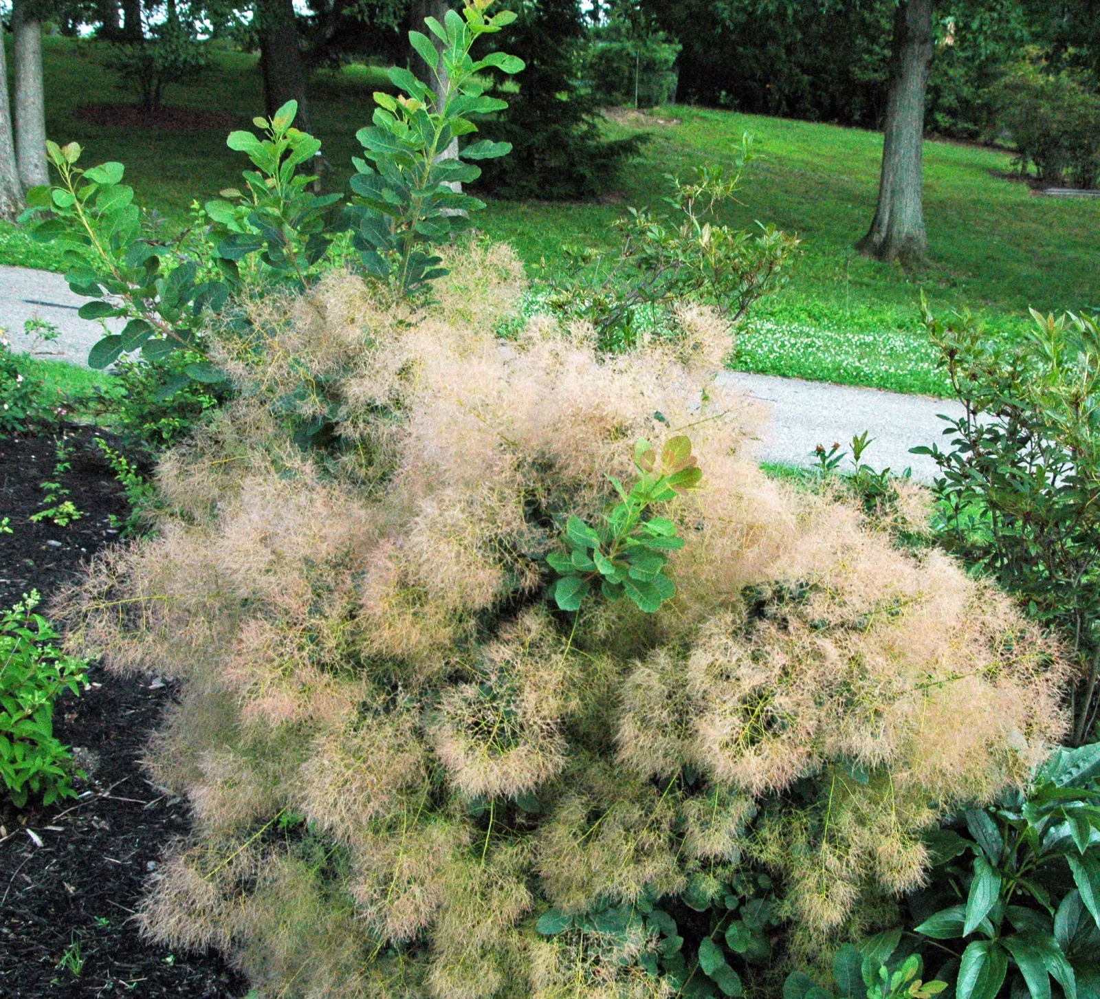 Smoke Bush (Cotinus Coggygria) — Whether used as a specimen; turning to green or blue-green before concluding with a fiery display of orange, image 125