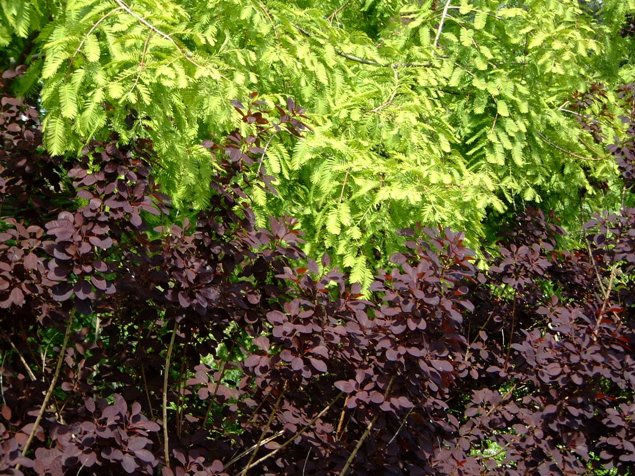 Smoke Bush (Cotinus Coggygria) — is a deciduous shrub with a rounded habit; typically growing to heights of 10 to 15 feet with a similar spread, image 54