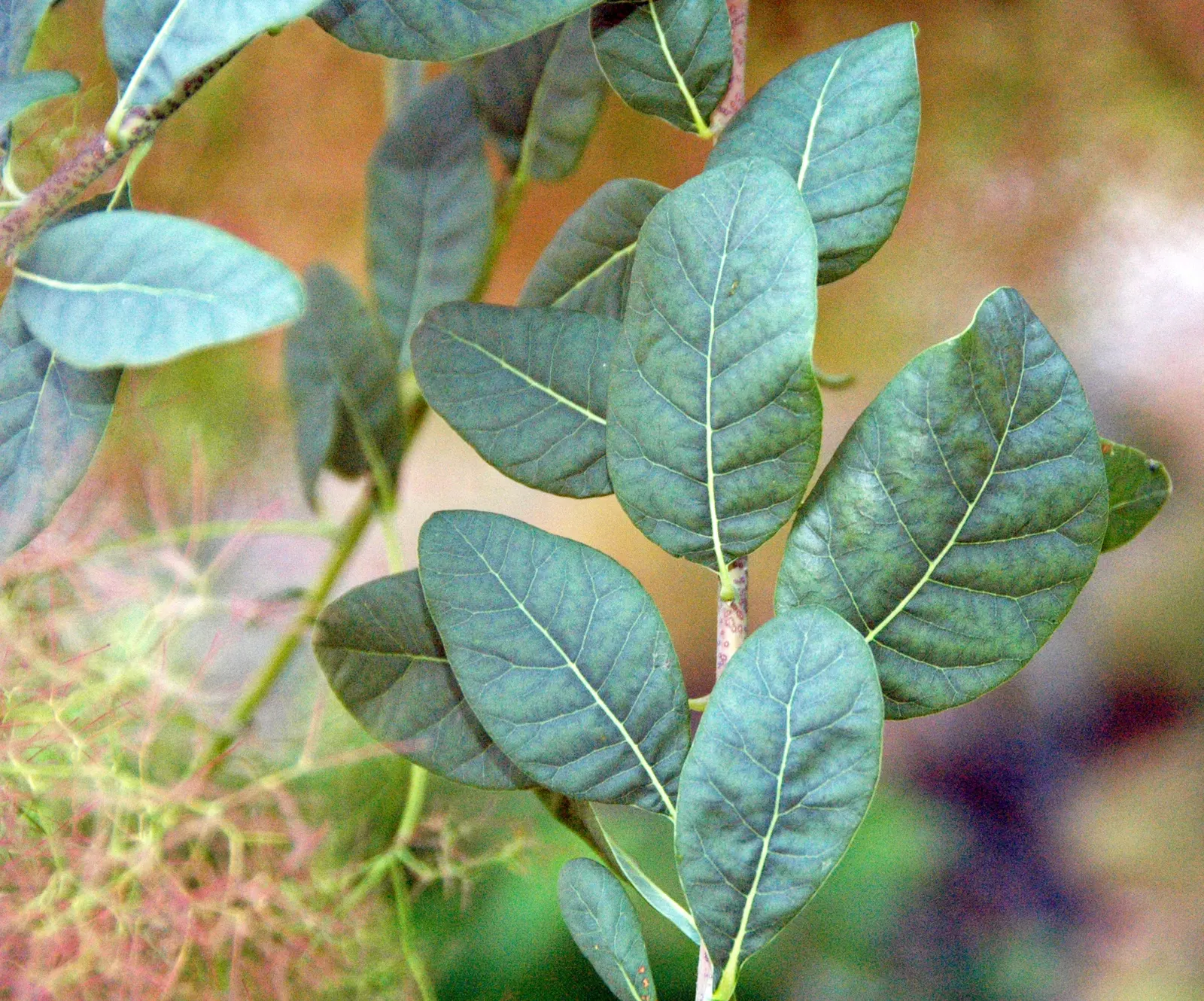 Smoke Bush (Cotinus Coggygria) — While it grows best in USDA hardiness zones 5 through 8; these feathery blooms are composed of numerous tiny, image 95