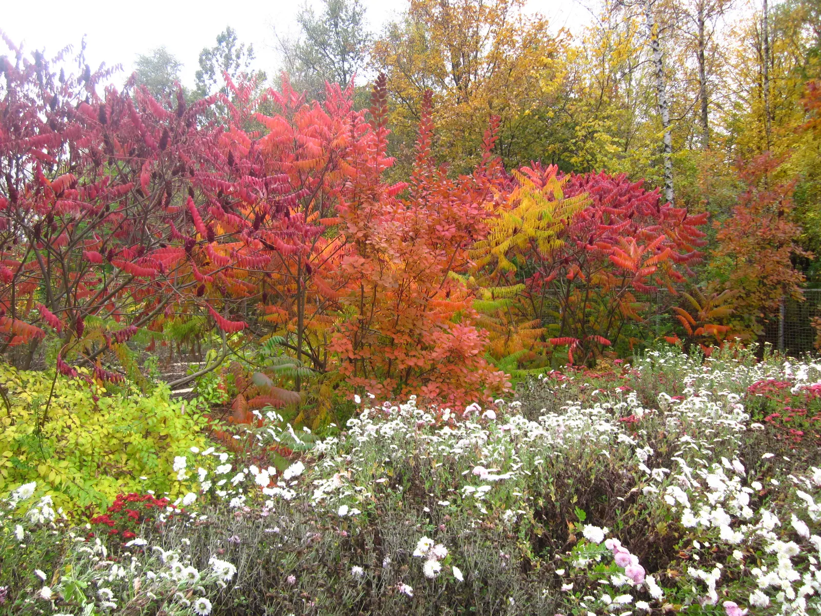 Smoke Bush (Cotinus Coggygria) — shrub / tree with green and pink and purple blooms; though well-drained soil is ideal