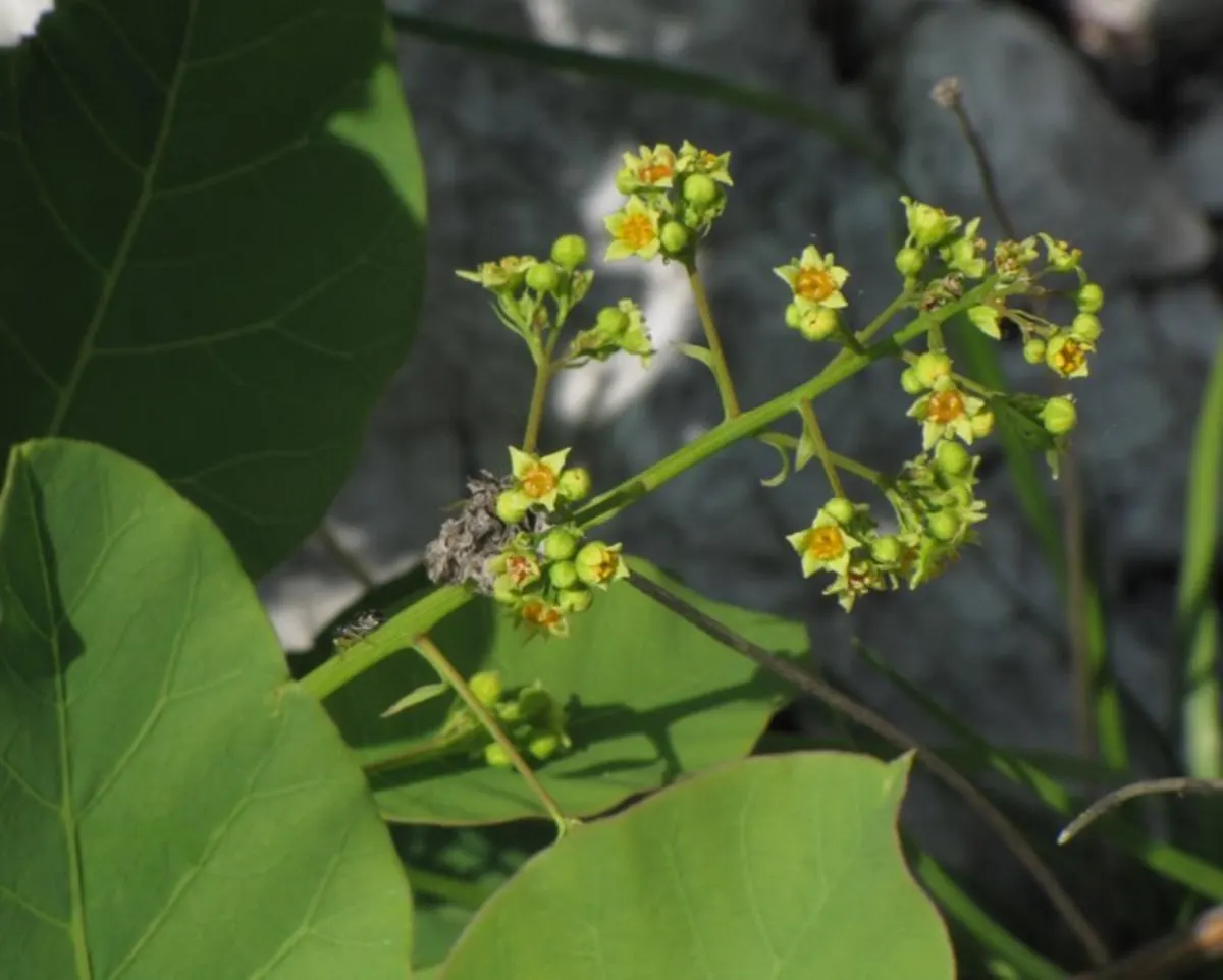 Smoke Bush (Cotinus Coggygria) — Typically growing to heights of 10 to 15 feet with a similar spread; or as part of a mixed border, image 141