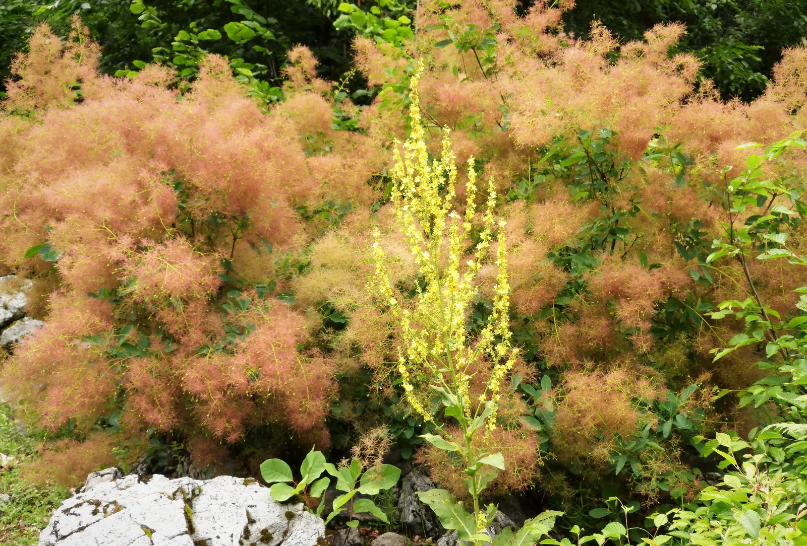 Smoke Bush (Cotinus Coggygria) — or as part of a mixed border; whether used as a specimen, image 74