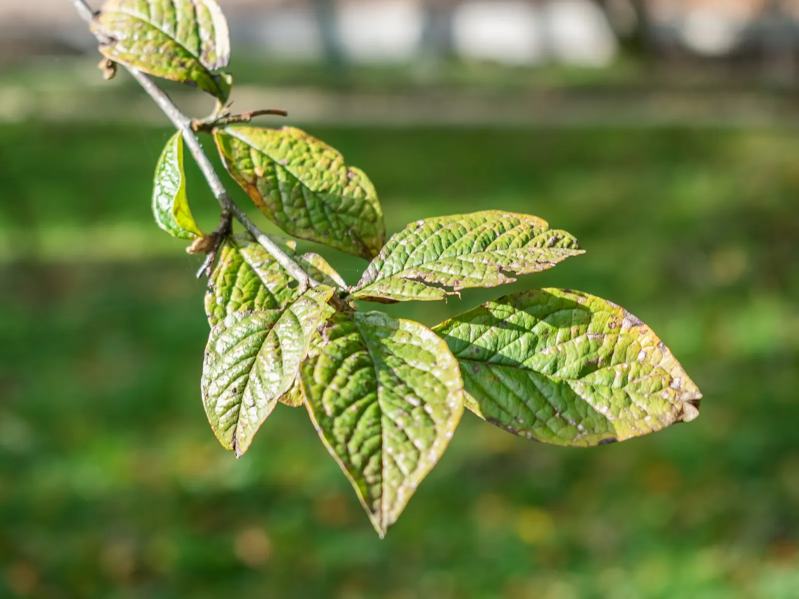 Smoke Bush (Cotinus Coggygria) — Cotinus coggygria offers dynamic versatility and captivating beauty for any garden space; is a deciduous shrub, image 101