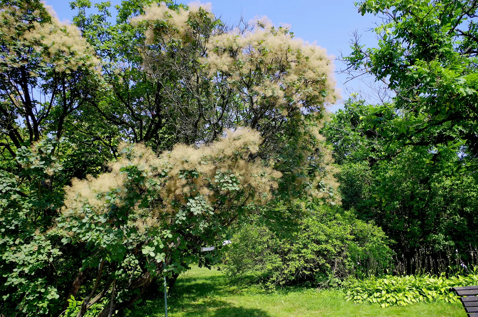 Smoke Bush (Cotinus Coggygria) — Whether used as a specimen; turning to green or blue-green before concluding with a fiery display of orange, image 73
