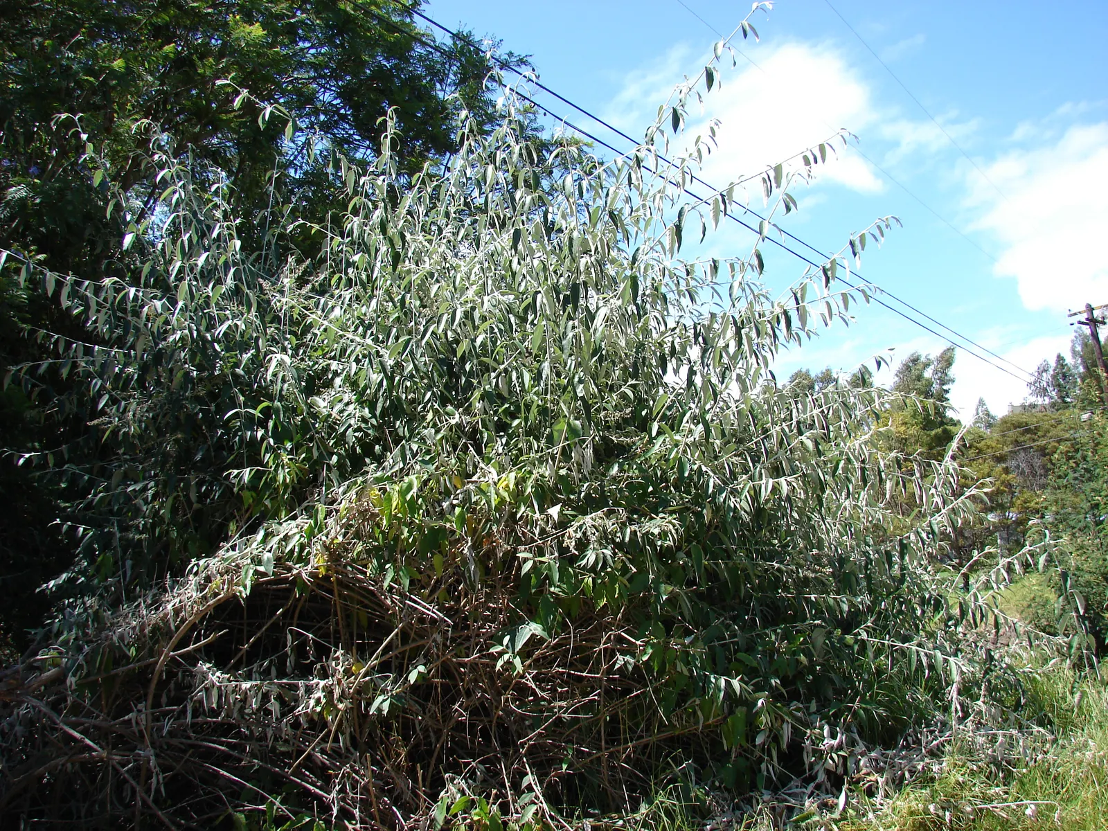 Smoke Bush (Cotinus Coggygria) — reaching 10-15 feet in height and width; it is quite drought-tolerant once established