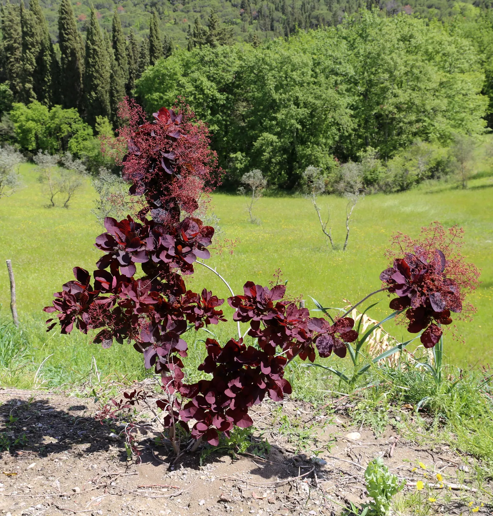 Smoke Bush (Cotinus Coggygria) — the leaves of the Cotinus coggygria emerge in a rich purple or reddish hue