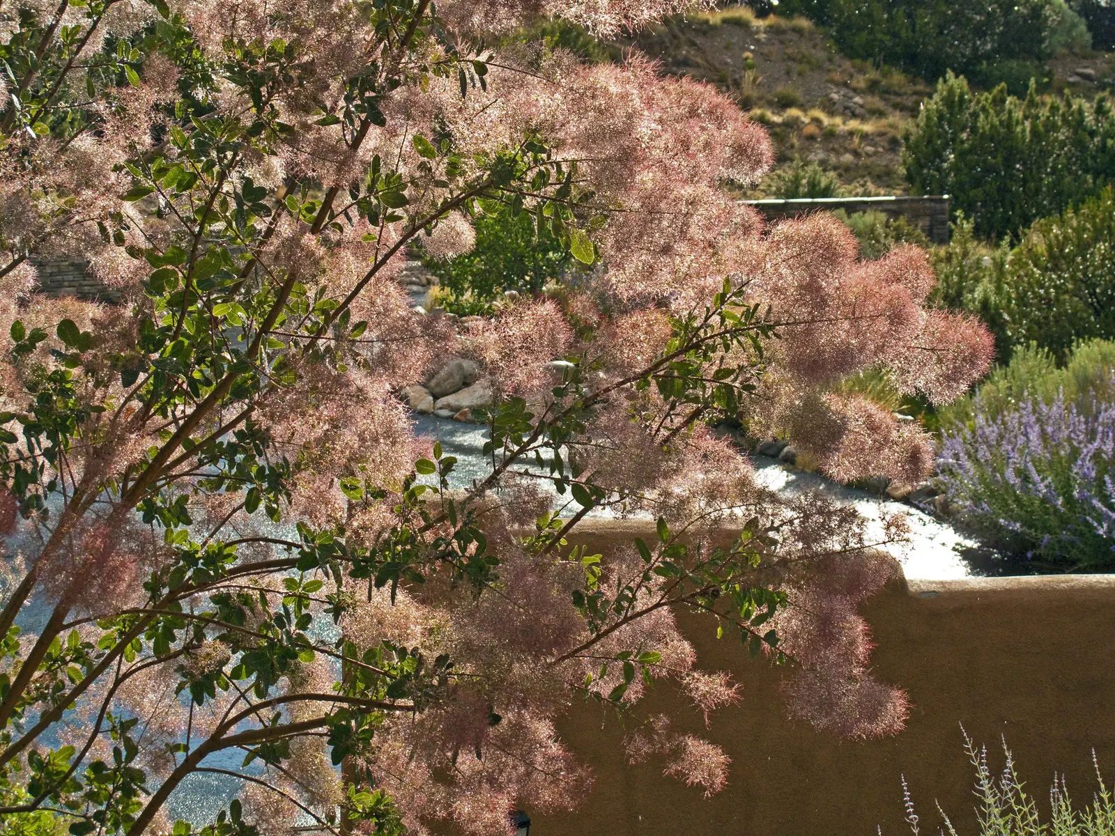 Smoke Bush (Cotinus Coggygria) — Minimal pruning necessary; tolerates drought once established