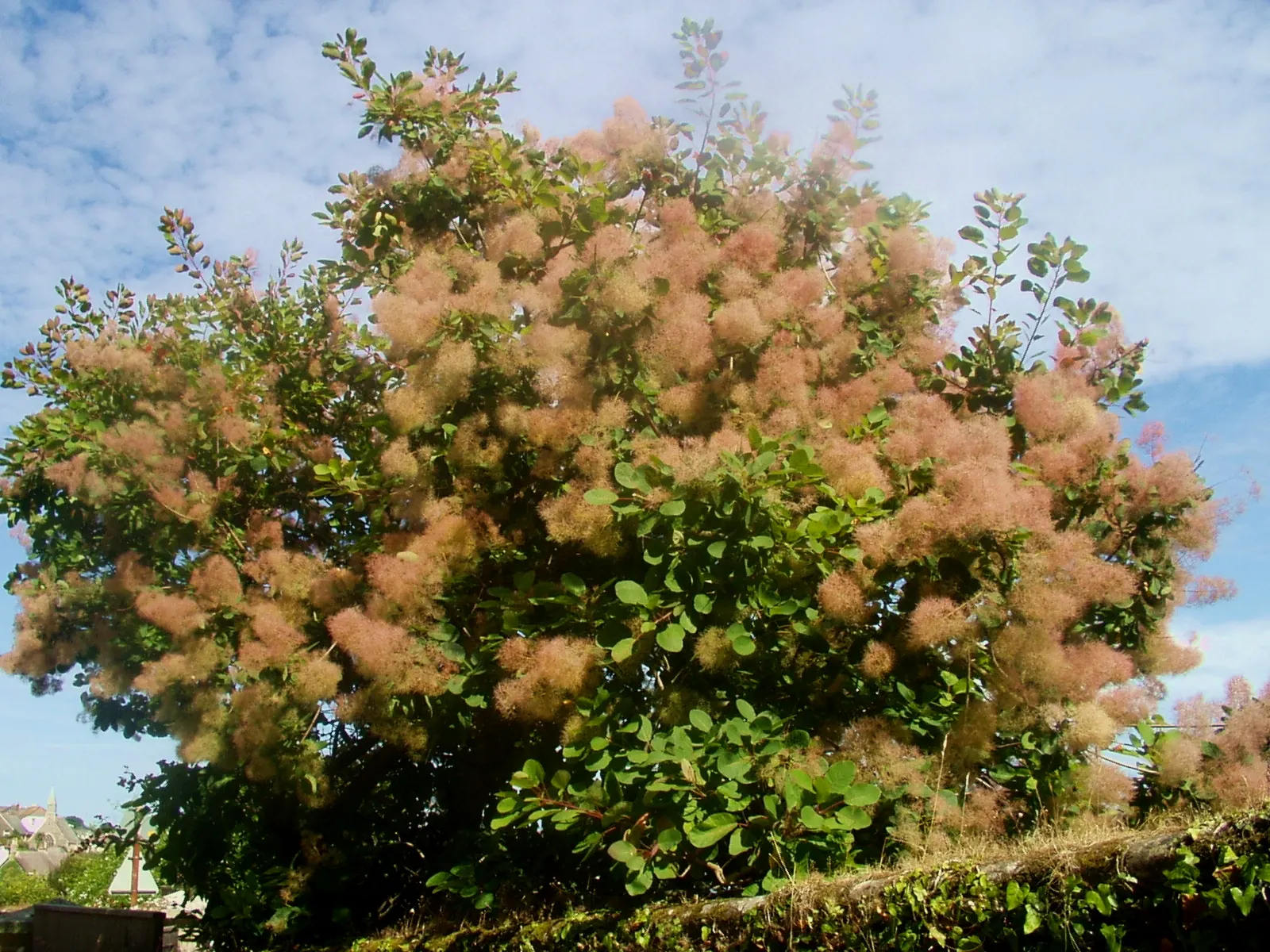 Smoke Bush (Cotinus Coggygria) — is an ornamental deciduous shrub that provides a remarkable visual interest with its unique; spectacular autumn, image 87