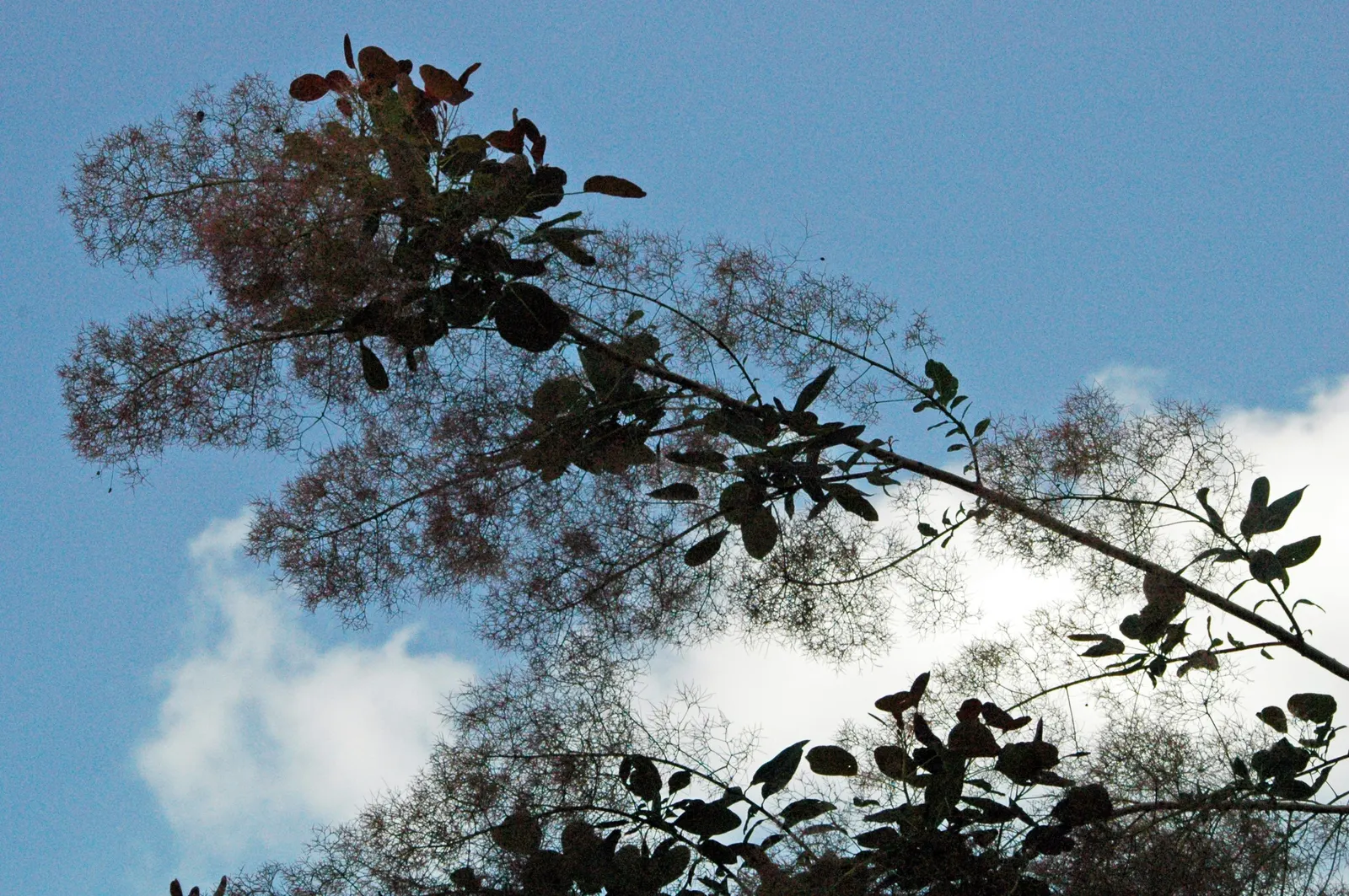 Smoke Bush (Cotinus Coggygria) — cloud-like plumes and vibrant foliage; or purplish-red in the fall, image 88