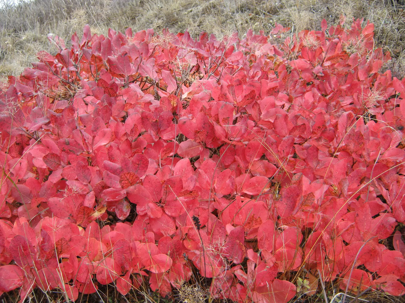 Smoke Bush (Cotinus Coggygria) — or as part of a mixed border
