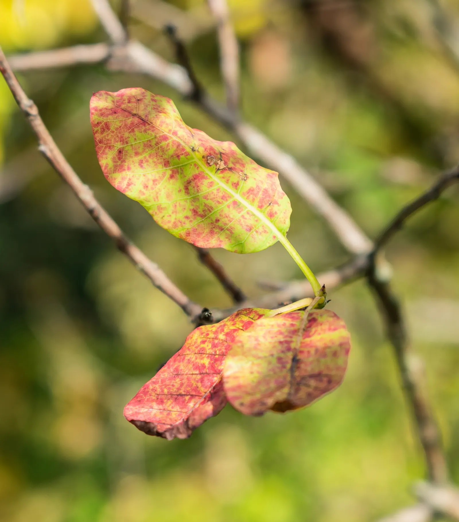 Smoke Bush (Cotinus Coggygria) — While it grows best in USDA hardiness zones 5 through 8