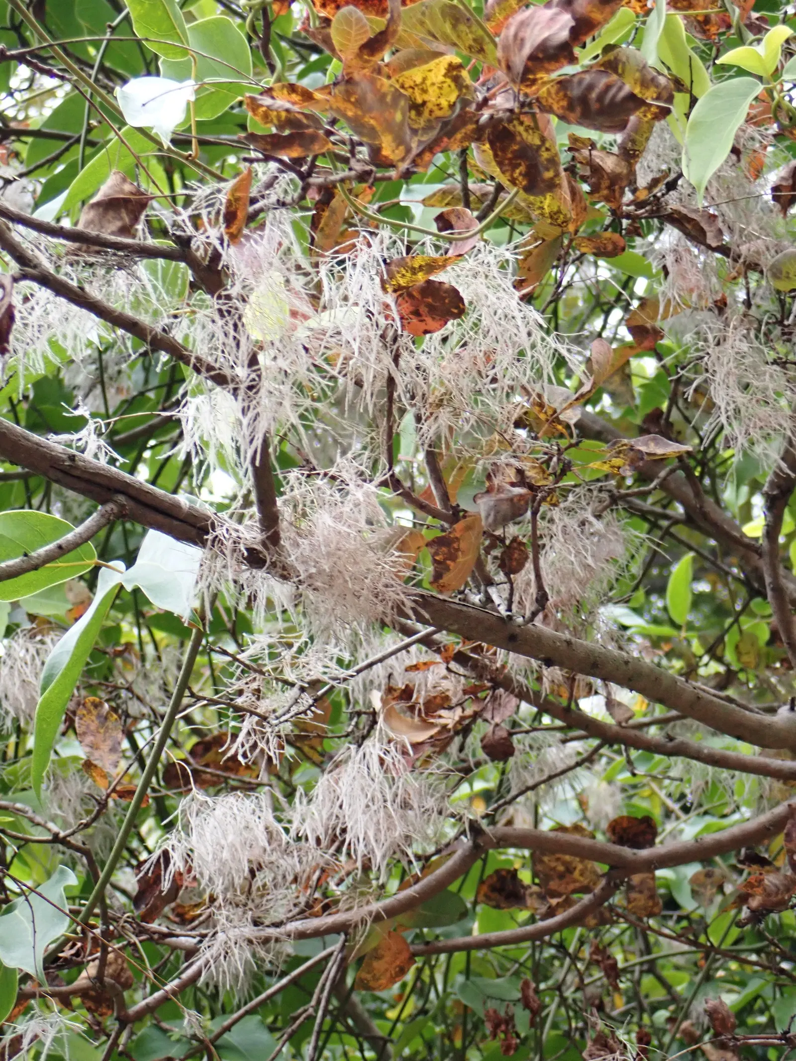 Smoke Bush (Cotinus Coggygria) — shrub / tree with green and pink and purple blooms; though well-drained soil is ideal, image 103