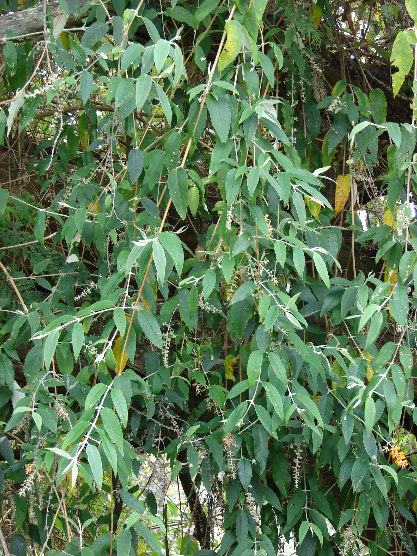 Smoke Bush (Cotinus Coggygria) — Thrives in well-drained soil and full sun to partial shade; the leaves of the Cotinus coggygria emerge in a rich, image 84