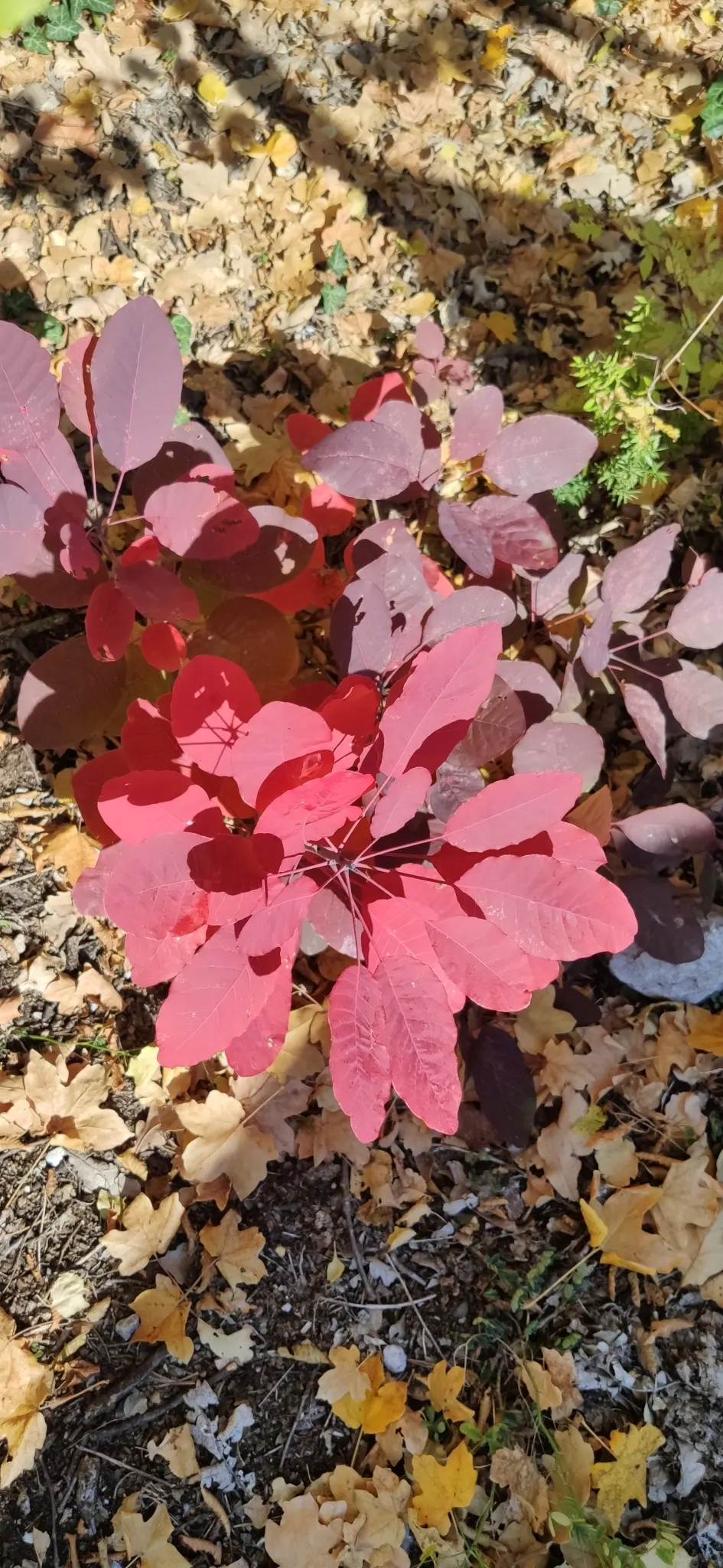 Smoke Bush (Cotinus Coggygria) — is a deciduous shrub with a rounded habit; typically growing to heights of 10 to 15 feet with a similar spread, image 80