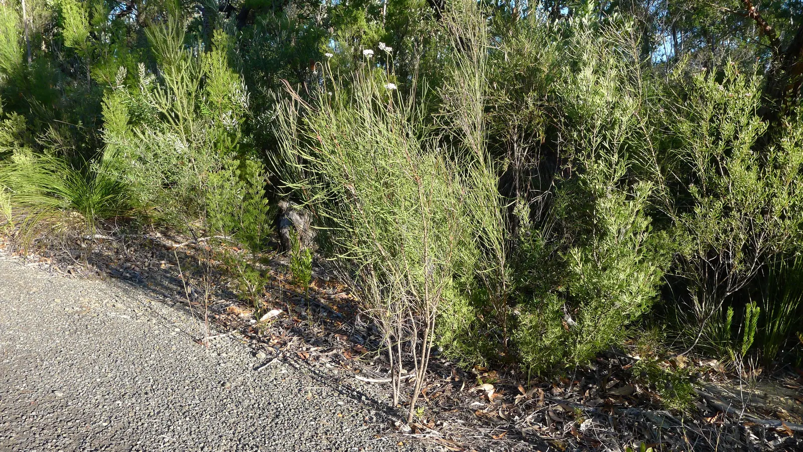 Smoke Bush (Cotinus Coggygria) — it is quite drought-tolerant once established