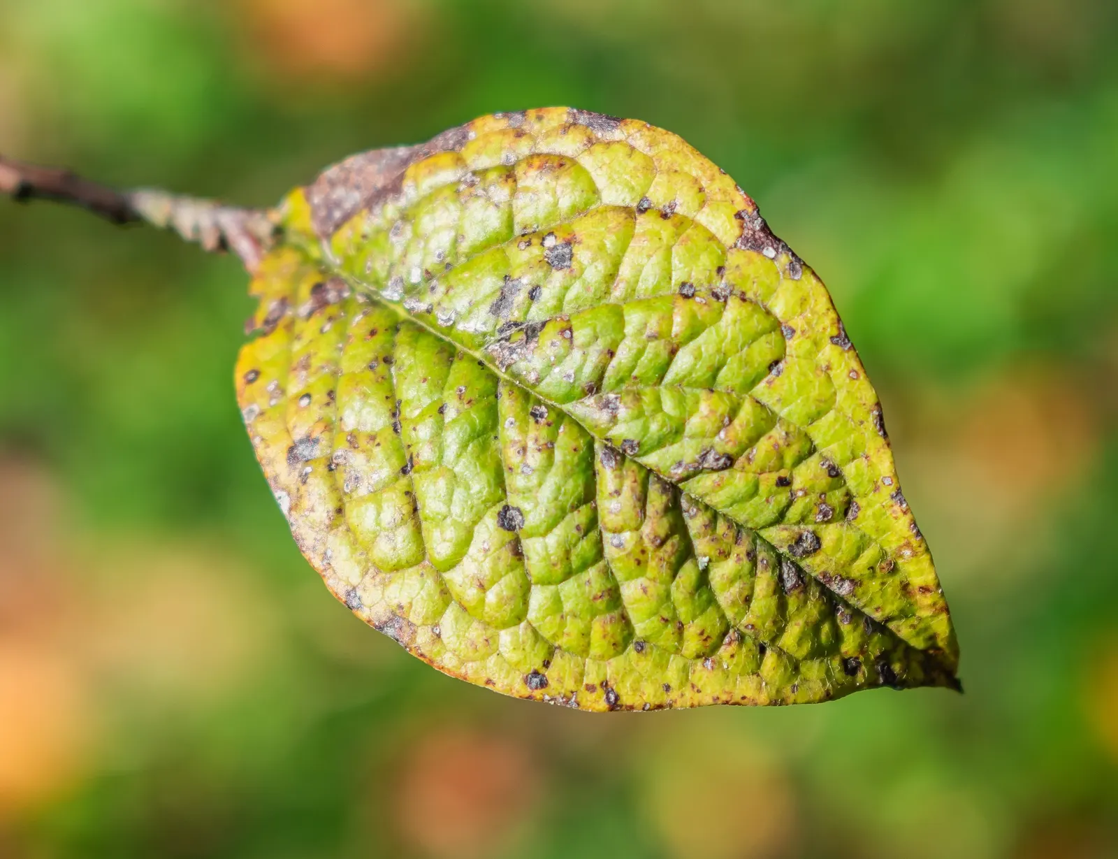 Smoke Bush (Cotinus Coggygria) — reaching 10-15 feet in height and width; it is quite drought-tolerant once established, image 81
