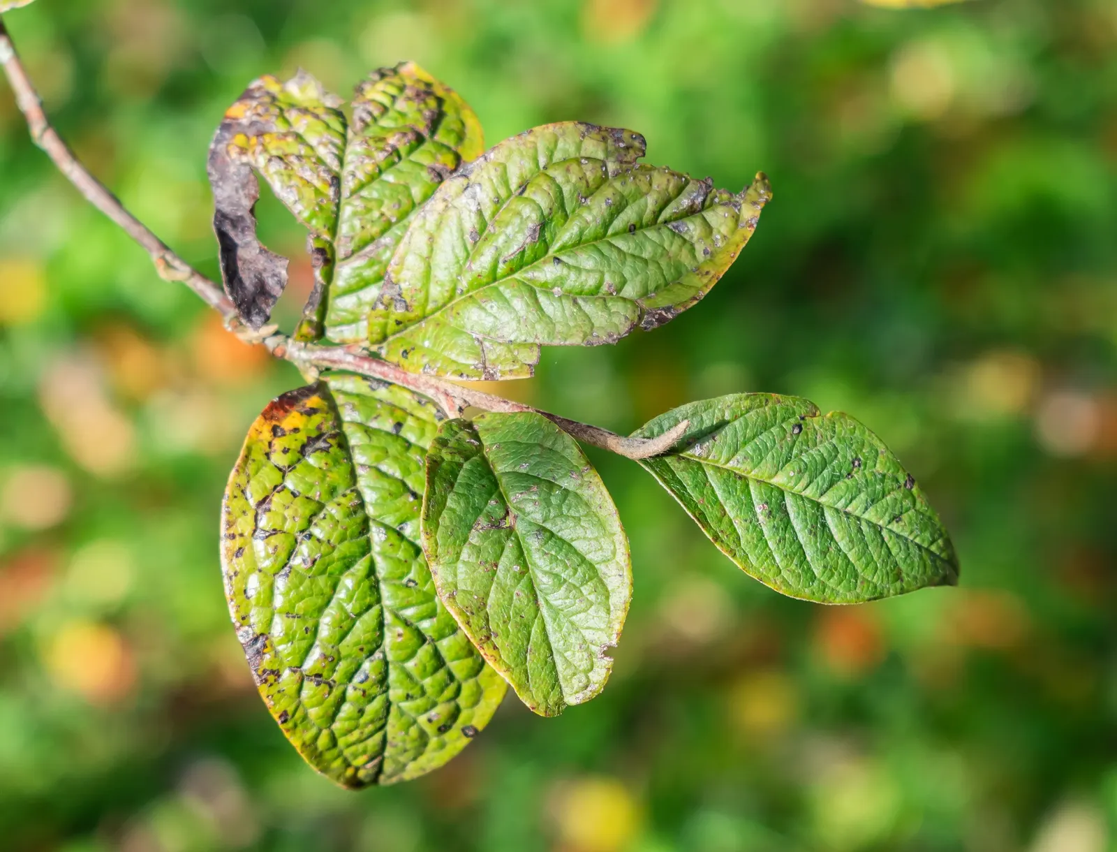 Smoke Bush (Cotinus Coggygria) — making it an excellent choice for varied climates; shrub / tree for full or half, image 97