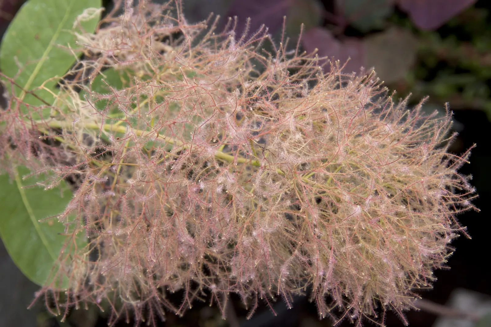 Smoke Bush (Cotinus Coggygria) — though well-drained soil is ideal