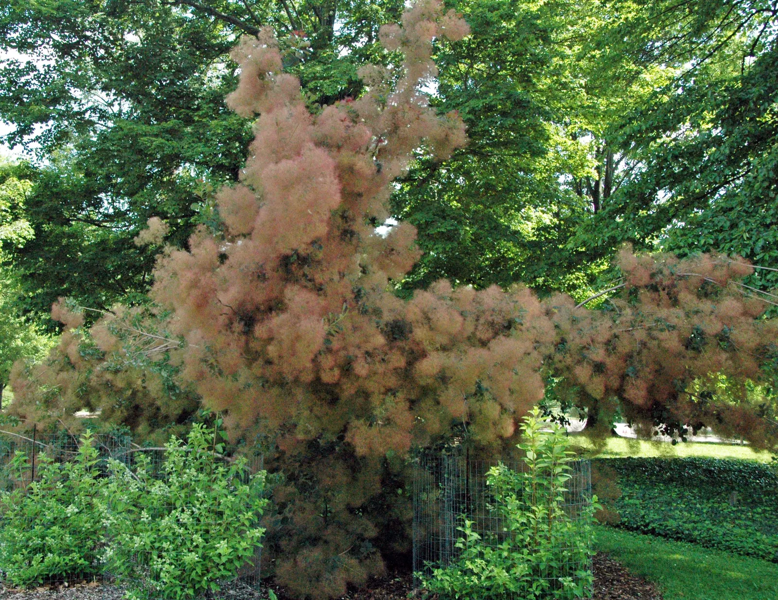 Smoke Bush (Cotinus Coggygria) — green and pink and purple flowers in the garden; is an ornamental deciduous shrub that provides a remarkable, image 102